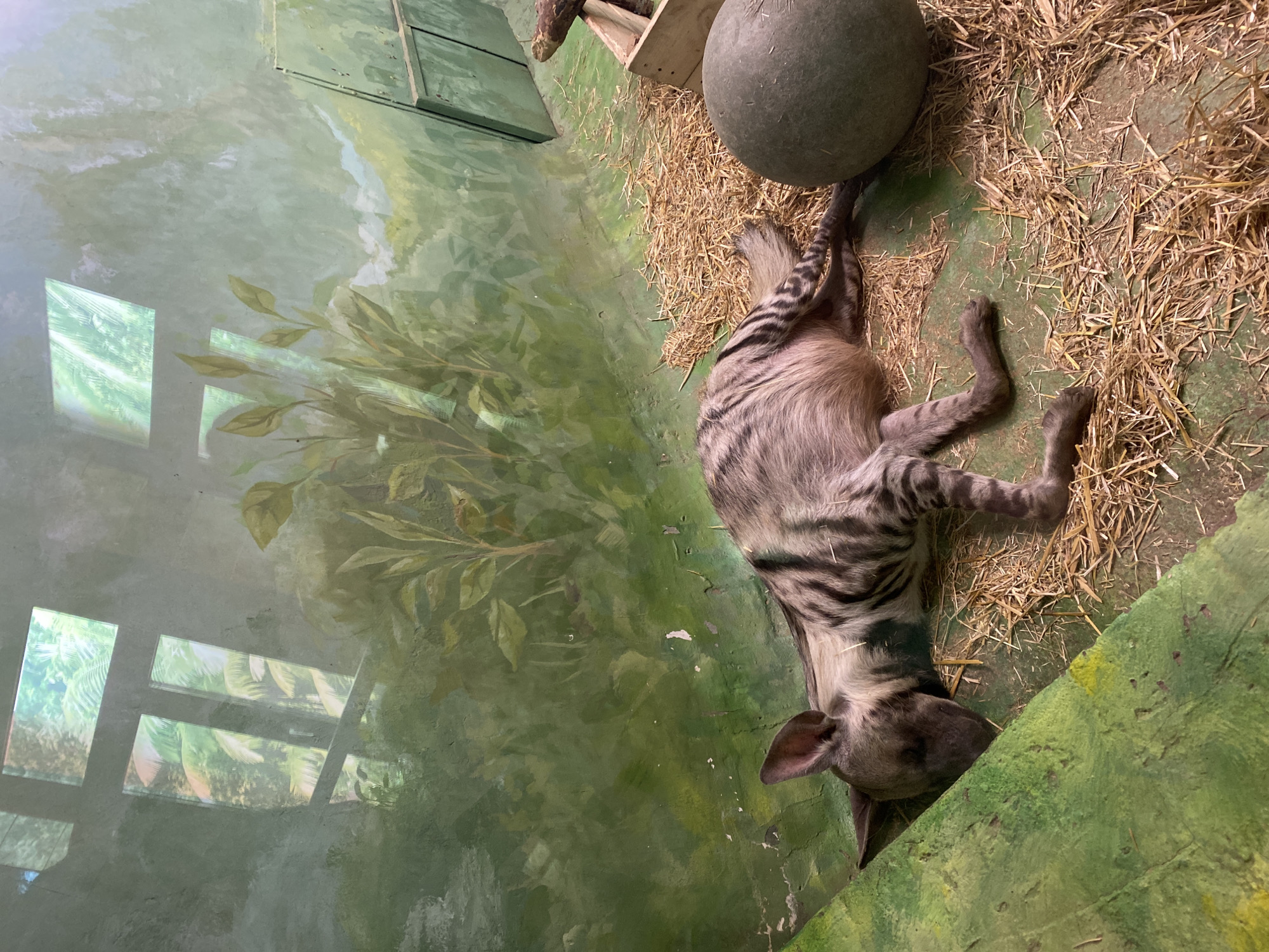 The image shows an aardwolf lying on its back on a bed of straw in an enclosure at the Yekaterinburg Zoo in Russia. There is a large, gray sphere next to the straw. The enclosure has a mural on the wall and a wooden structure near the top of the frame. The lighting is bright and appears to be natural.