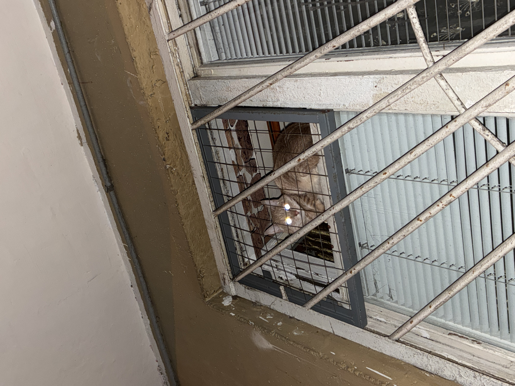 A medium shot captures an exterior view of a window with a cat behind a secondary security grill. The window frame is white and displays signs of wear and cracking. A primary security grill with angled white bars is in front of the window. Behind the secondary grill, a striped tabby cat is visible with its head positioned downwards, its eyes reflecting light sources. The wall to the left of the window is painted in layers of beige and white, with visible imperfections and a metallic conduit running vertically. Outside the window, light-colored vertical blinds are visible. The location is Moscow, Russia.
