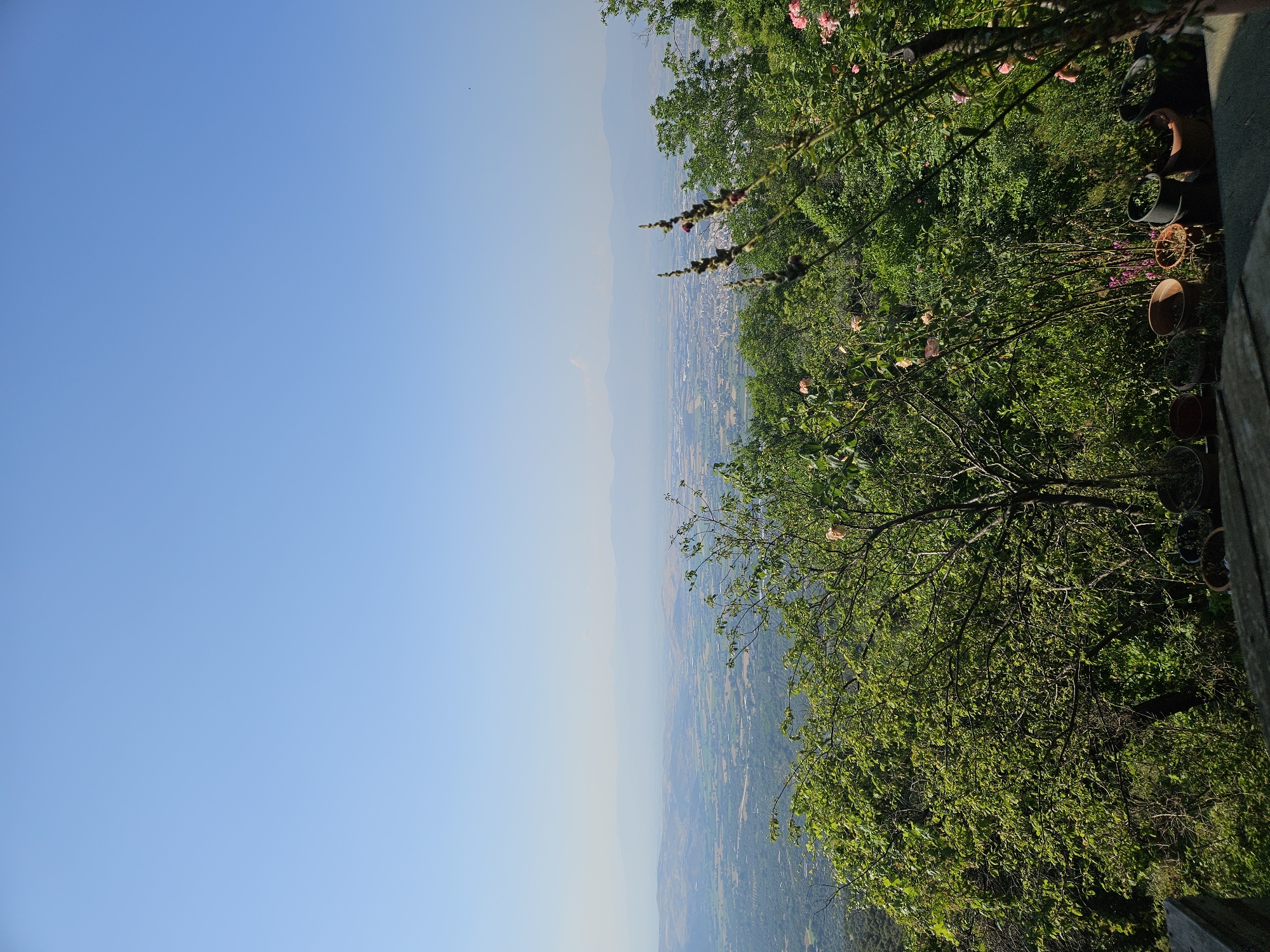 The image presents a panoramic view from an elevated vantage point, looking down upon the city of Tire, Turkey, and its surrounding valley. The upper two-thirds of the frame consist of a clear, light blue sky, which becomes progressively paler and hazier towards the distant horizon. Along the horizon, faint, low-lying mountain ranges are visible as blurred, light grey-blue silhouettes. A small, dark, unidentifiable speck is observed in the upper right quadrant of the sky.
Below the distant mountains, the mid-ground reveals a vast expanse of valley landscape. This area is characterized by a mosaic of green and tan fields, indicating agricultural activity, interspersed with clusters of buildings and infrastructure. The city of Tire is centrally located within this valley, identifiable by its dense concentration of residential and commercial structures featuring light-colored roofs.
The foreground is dominated by lush, green vegetation. Trees and shrubs with verdant foliage fill the lower portion of the image. On the right side, several tall, slender plant stalks with dark, developing buds are prominently featured, rising vertically among the leaves. Scattered throughout the foreground greenery are several pink roses, some in full bloom and others as buds. Along the bottom edge, a partial view of a dark wooden or concrete ledge is visible on the left, leading to a collection of terracotta and dark-colored potted plants arranged on a horizontal surface, likely a balcony or terrace. The pots are either empty or contain minimal, undifferentiated plant matter. The scene is illuminated by natural daylight, suggesting a sunny day with clear visibility across the valley, despite the atmospheric haze in the far distance. No individuals or animals are present.