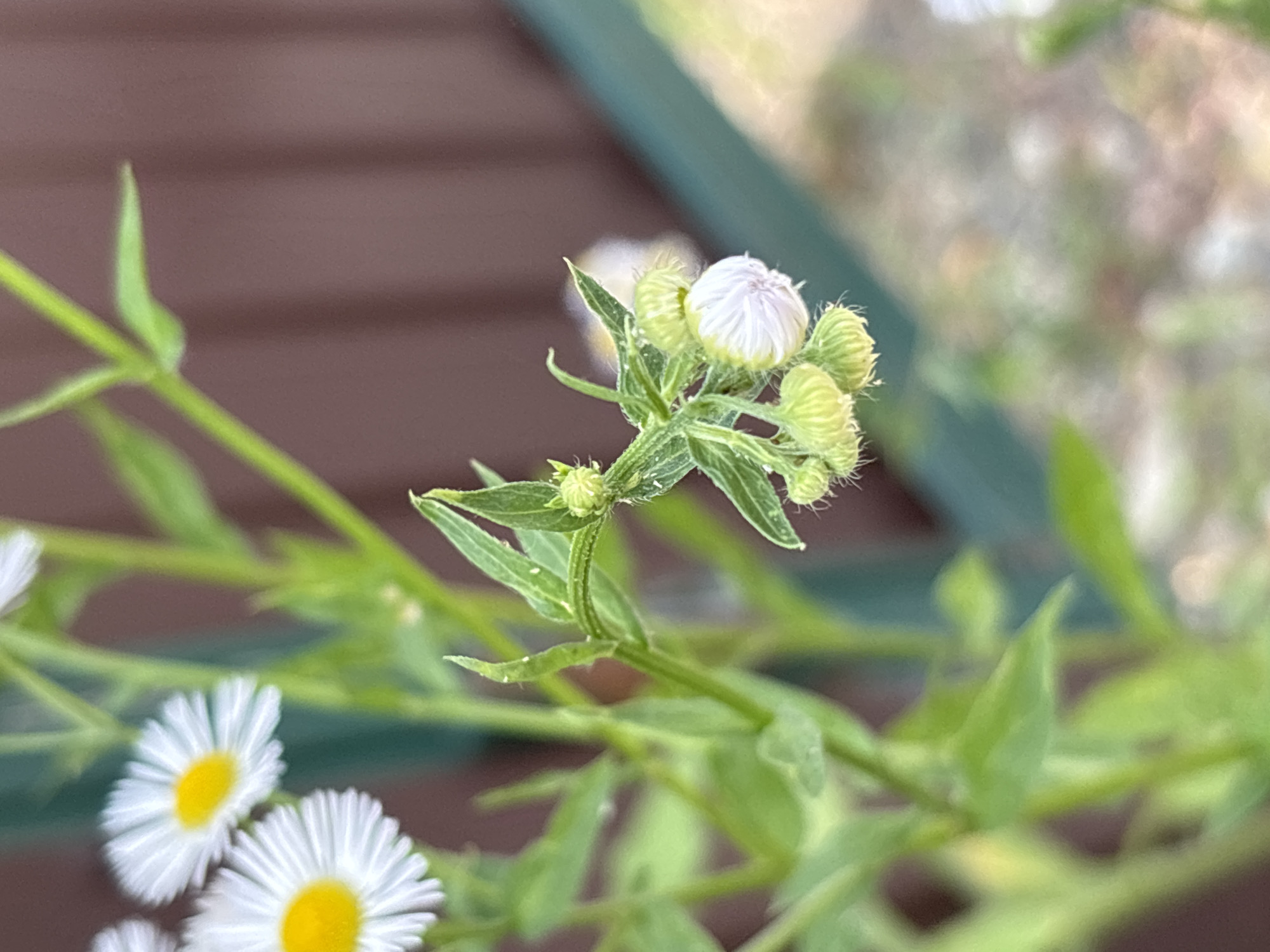 The image is a close-up shot of a flowering plant with white petals and yellow centers. Several buds are visible, some of which are partially open, revealing white petals. The plant is green and leafy, with thin stems. In the background, a blurred brown wooden fence and a diagonal green structure are visible. The overall setting suggests an outdoor environment, likely a garden or park. No specific location in Sochi, Russia, can be determined from the image alone.