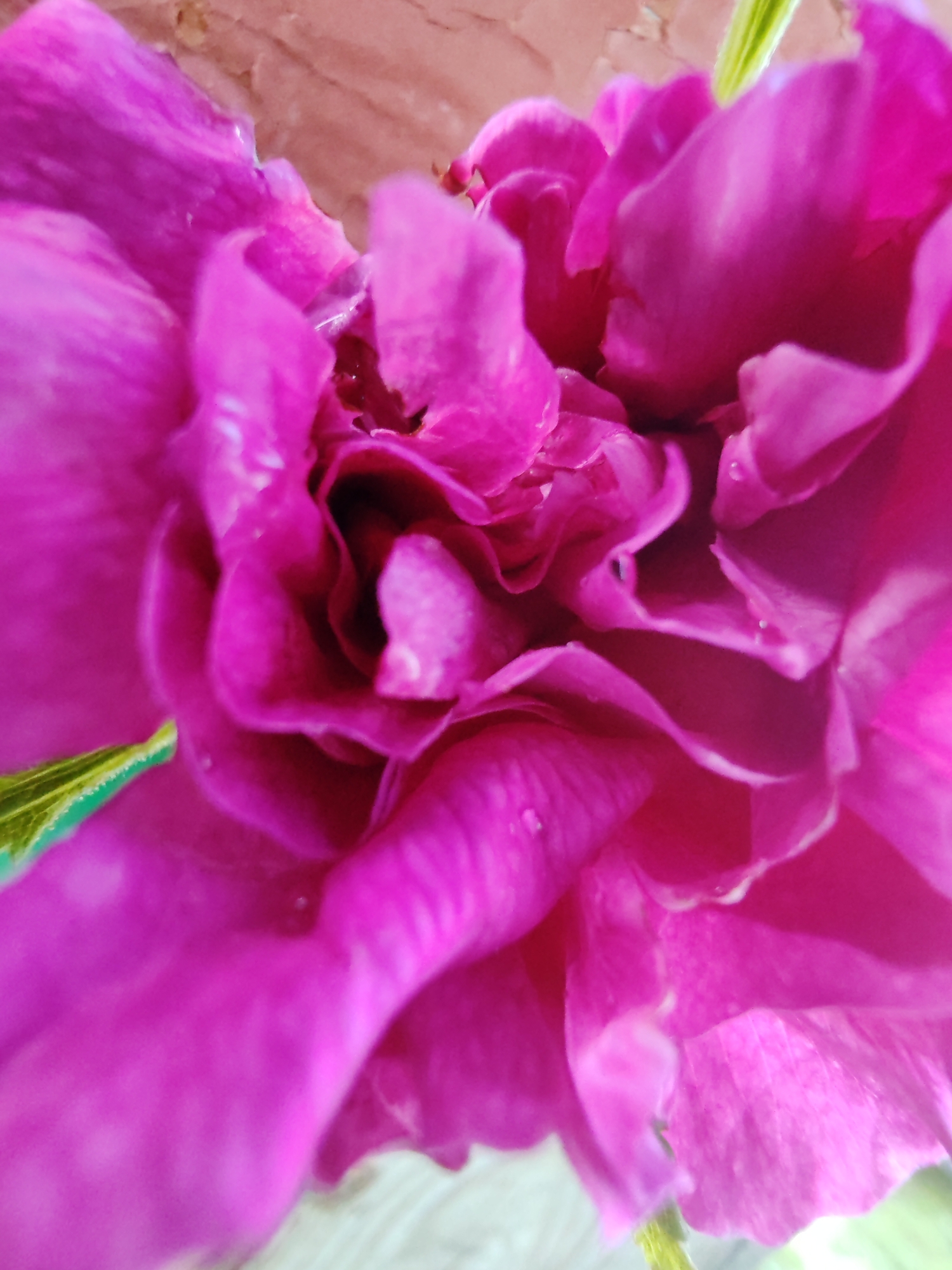 The image is a close-up, low-angle shot of a vibrant pink flower, possibly a peony, with multiple ruffled petals. The flower is in focus, revealing delicate textures and a few water droplets on the petals. The background is softly blurred, with hints of a pinkish-brown surface above and a lighter, possibly wooden surface below. A thin, green stem or leaf is visible to the left, partially obscured by a petal. The lighting is soft and diffused, highlighting the rich color and intricate details of the flower. There are no people or signs of human activity in the image, and no specific geographical markers that would indicate its location in Чухлэм, Russia.