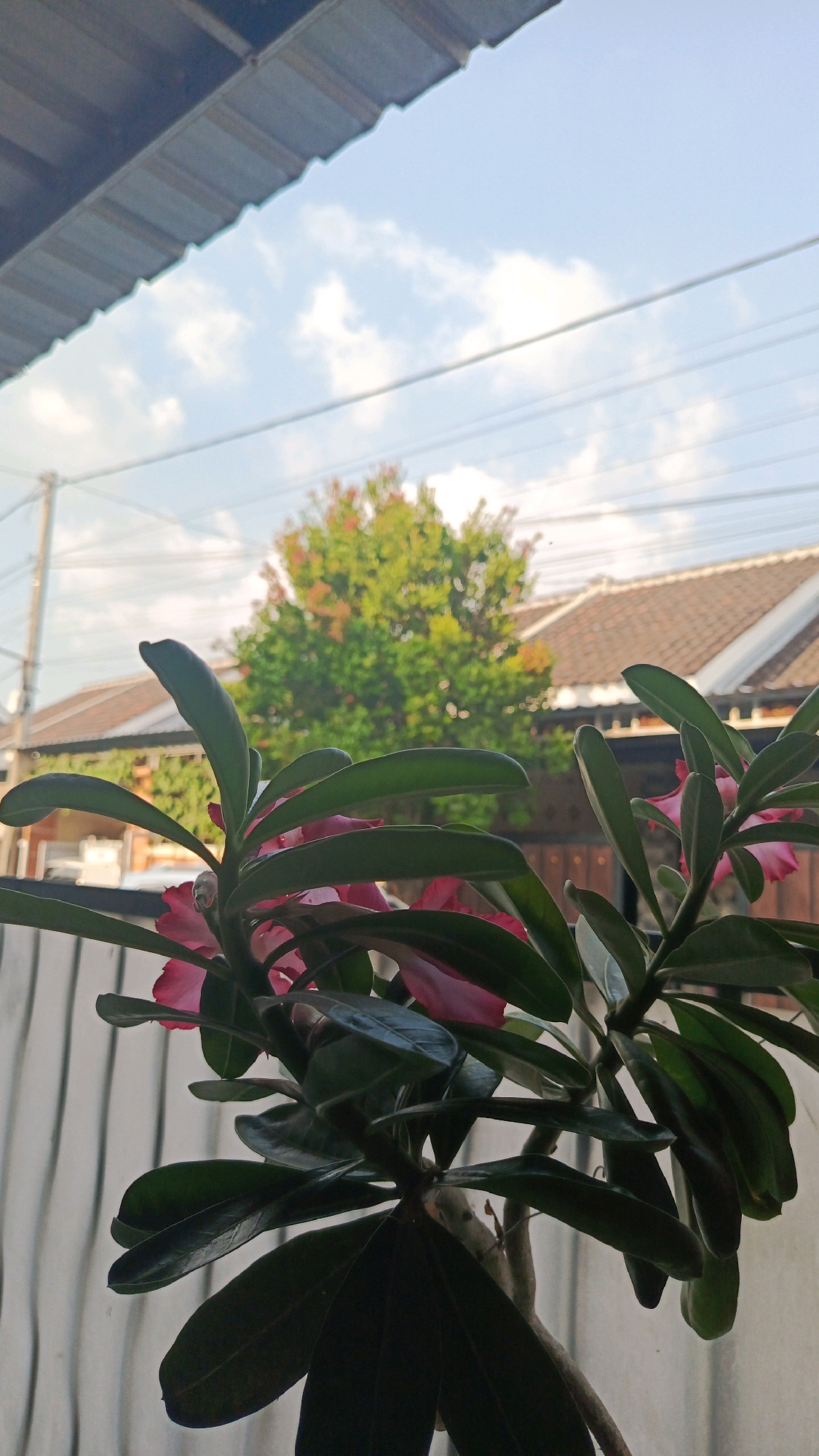 The image depicts an outdoor scene, likely a residential area, as suggested by the presence of houses with terracotta roofs and utility wires overhead. A tree with green and reddish foliage is visible in the background, suggesting it may be autumn or that the tree has multi-colored leaves. In the foreground, a plant with broad, dark green leaves and bright pink flowers is in focus, partially obscuring the background. The plant appears to be situated on a white, textured surface, possibly a fence or wall. The sky is partly cloudy with a light blue hue. The overall lighting suggests it is daytime, possibly late afternoon due to the warm tones. The image was taken from a slightly elevated perspective, looking out from what appears to be a covered area, possibly a porch or overhang, indicated by the metal structure at the top. The location is identified as Babadan, Indonesia.