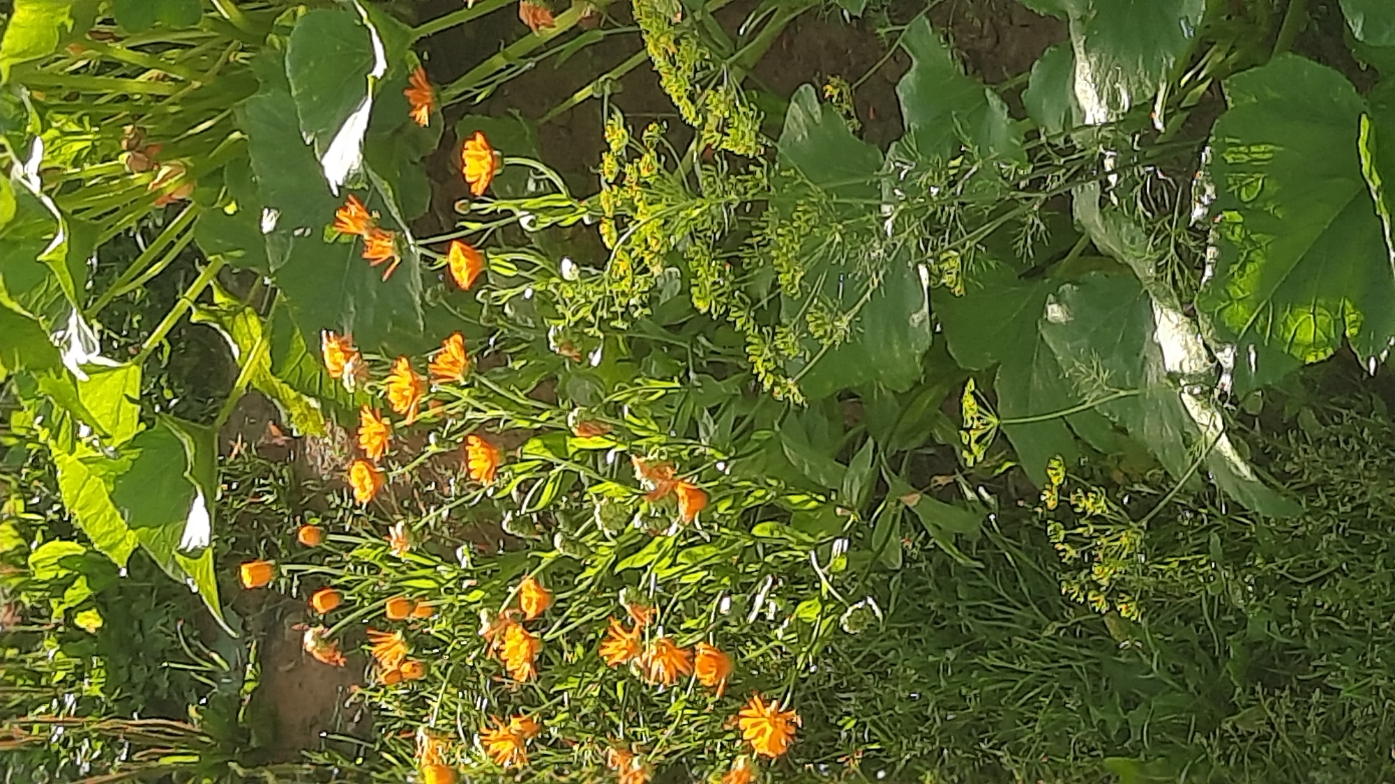 This is a close-up, eye-level shot of a garden with a focus on blooming marigold flowers and large, leafy plants. The marigolds are a vibrant orange and appear in various stages of bloom, some fully open and others as buds. They are interspersed with green foliage and thin stems. Behind the marigolds, large, green leaves of what appear to be a squash or pumpkin plant dominate the background. The leaves are broad and textured, with some showing sunlight reflecting off their surfaces. In the foreground and mid-ground, delicate, feathery green plants, possibly dill or fennel, are visible. The ground appears to be dark soil. The lighting suggests it is daytime, with sunlight casting shadows and highlighting parts of the foliage. The scene is likely a residential garden in Шклоў, Belarus, given the context. There are no people or animals visible in the image.