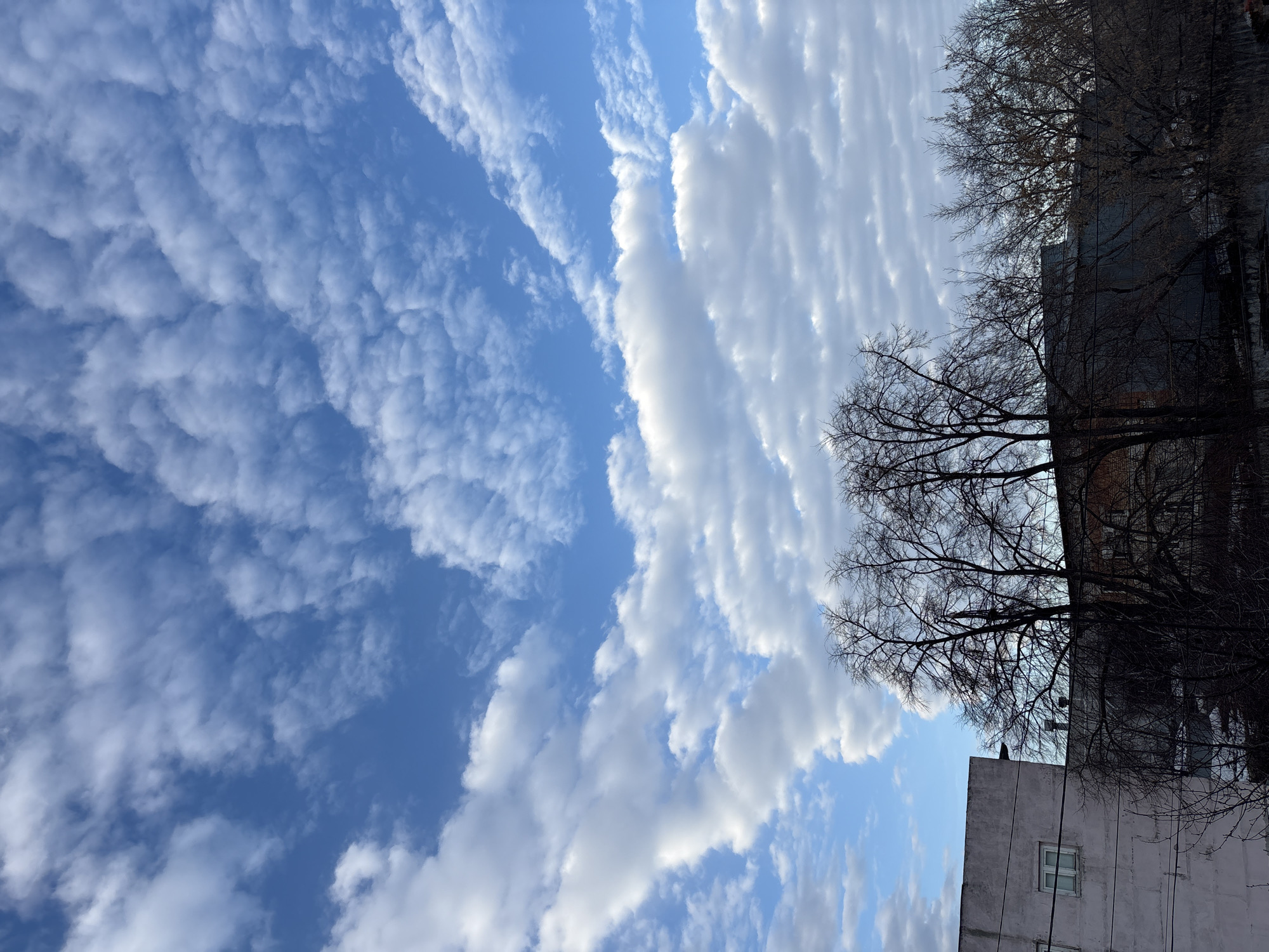 The image presents an outdoor urban environment in Ulyanovsk, Russia. The dominant feature is the sky, occupying the upper two-thirds of the frame, characterized by a clear blue expanse patterned with numerous white, irregularly shaped cumulus and stratocumulus clouds. The lower third of the image reveals the upper portions of architectural structures and vegetation. A line of multiple deciduous trees, currently bare of foliage, stands silhouetted against the sky, their dark branches intertwining. Behind these trees, various buildings are visible. On the far left, a light-colored, possibly off-white or light grey, building facade displays a single rectangular window on its upper section and multiple dark, horizontal utility cables stretched across its surface. To the right, another building with sections of reddish-brown brickwork is partially obscured by the tree canopy, alongside other indistinct dark structures. The scene is illuminated by natural daylight. There are no individuals, vehicles, or discernible activities present.