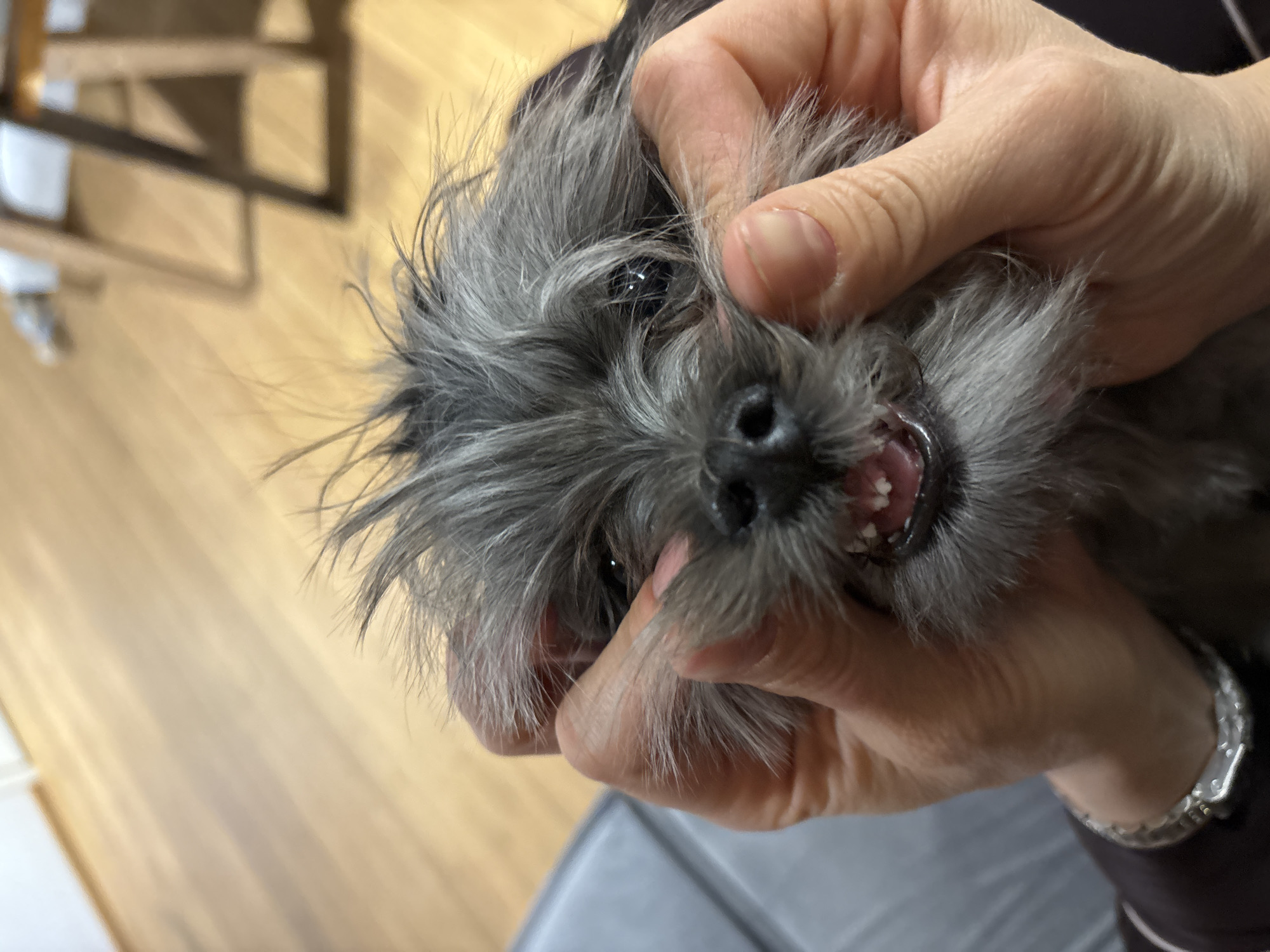 A medium shot depicts a person’s hands manipulating the head of a small, gray, scruffy-haired dog to reveal its teeth. The dog’s face is centered, with its small teeth visible. The person’s hands are holding the dog’s mouth open. The background is blurred, showing a light wood floor and a portion of a chair. A metallic watch is visible on the person's left wrist. The location is not specified as Chaikovsky, Russia.
