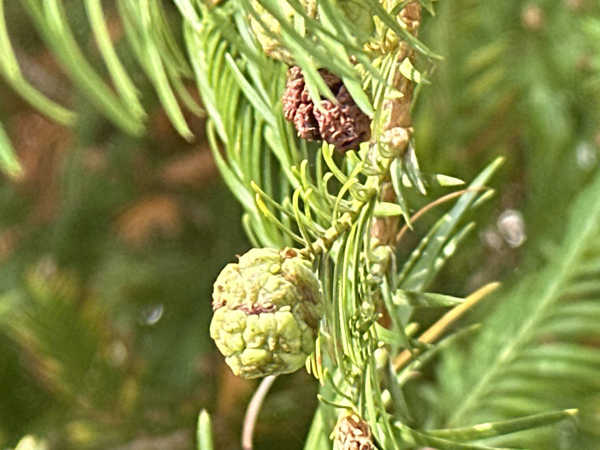 A close-up shot of a branch from a coniferous tree features two cones. The larger cone, in the center left, is a pale green and appears to be developing. To its right, a smaller, reddish-brown cone is visible, appearing more mature. The needles of the tree are a vibrant green and are out of focus in the foreground and background, suggesting a shallow depth of field. The image does not depict any specific location in the city of Sochi, Russia, nor does it include any people, actions, or interactions. The environment is that of a natural, outdoor setting.