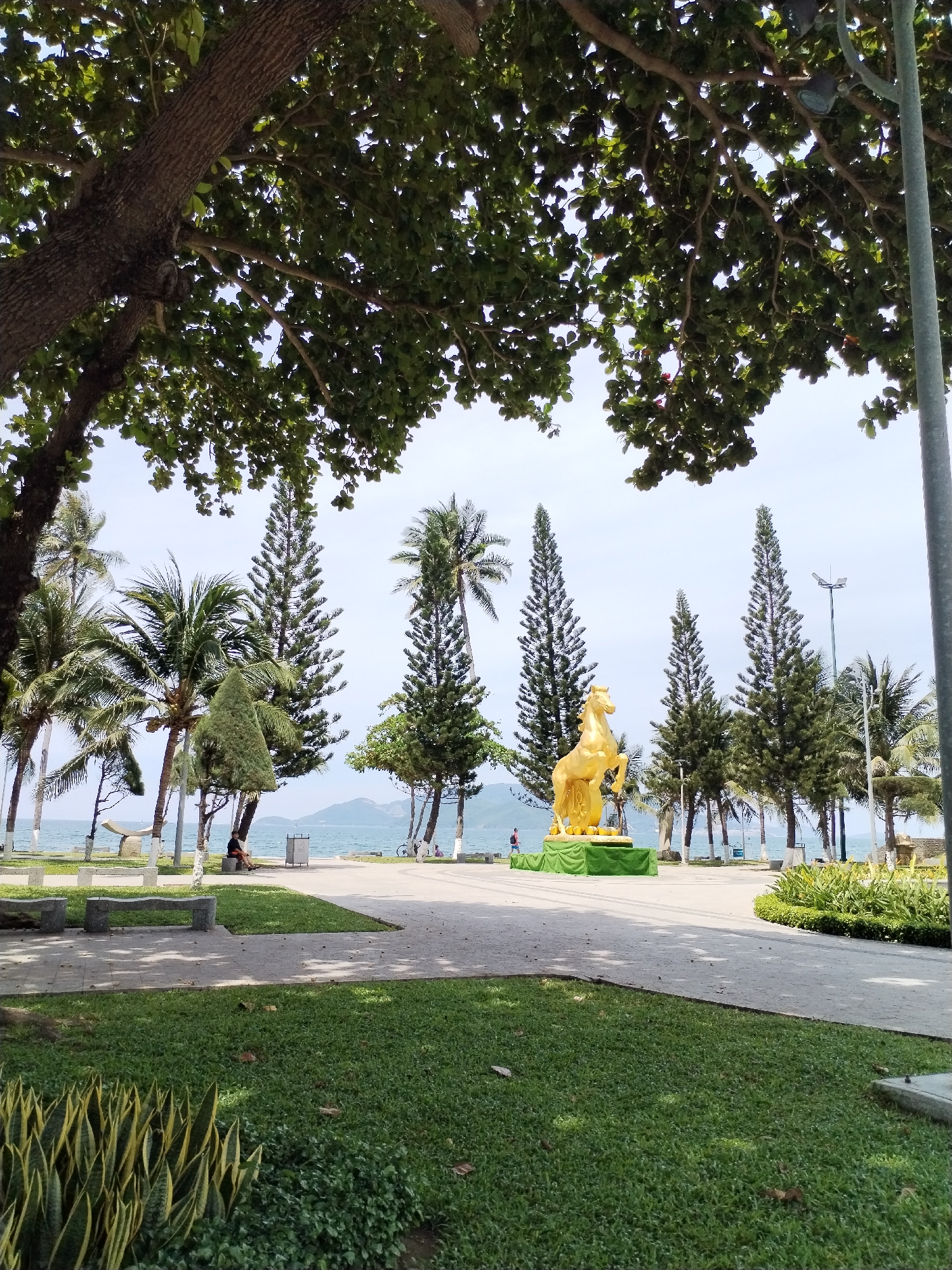 The image captures a scenic view of a park area with the ocean in the background. The foreground features lush green grass and a cluster of snake plants. A paved pathway runs through the park, with several stone benches positioned along it. In the mid-ground, a striking golden horse statue stands prominently on a green platform, surrounded by tall pine trees and palm trees. Beyond the statue, the tranquil blue ocean stretches to the horizon, with a distant mountain range visible on the left. The sky is clear and bright. A person is seated on a bench on the left side of the pathway, and another person is walking on the pathway in the distance to the left of the statue. To the right of the statue, a lamppost stands tall. The overall impression is one of a peaceful, well-maintained public space in Nha Trang Ward, Vietnam, likely a waterfront park.
