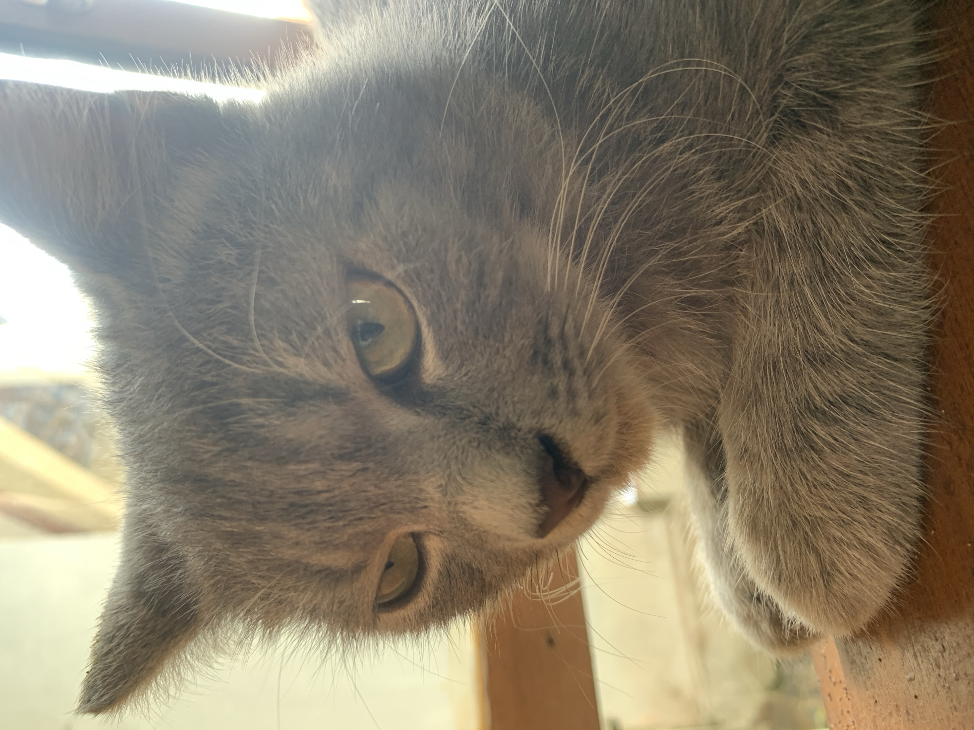 A close-up, eye-level shot shows a gray cat with light green eyes resting on a wooden surface. The cat is positioned in the center of the frame, with its head tilted slightly to the left. Its fur is a mix of light and dark gray, with subtle tabby markings. The cat's front paws are tucked underneath its chest, and its tail is not visible. The background is softly blurred, with hints of a window and wooden furniture, suggesting an indoor setting. The lighting is natural and diffused, creating a gentle glow around the cat. There are no people or other animals present in the image. The scene is calm and intimate, focusing on the serene presence of the cat. No specific location in Jajag, Indonesia is identifiable.