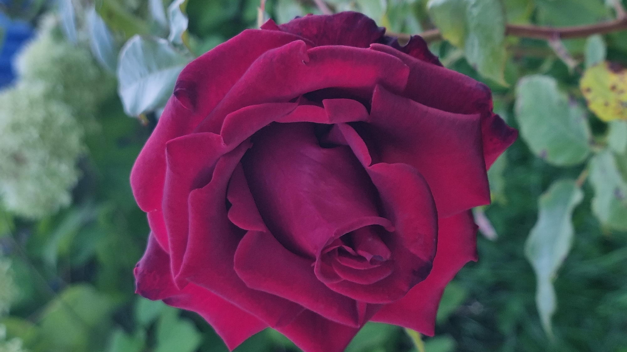 A close-up, vertical shot captures a deep red rose bloom in sharp focus against a blurred green background. The rose's petals are tightly furled in the center, gradually unfurling outwards, revealing layers of velvety texture. Some petals have slightly darkened edges, adding depth to the rich color. The background consists of lush green foliage and hints of lighter green and white floral elements, suggesting a garden setting in Vysokoe, Russia. The lighting is soft, highlighting the rose's form and color. There are no people or animals visible in the image.