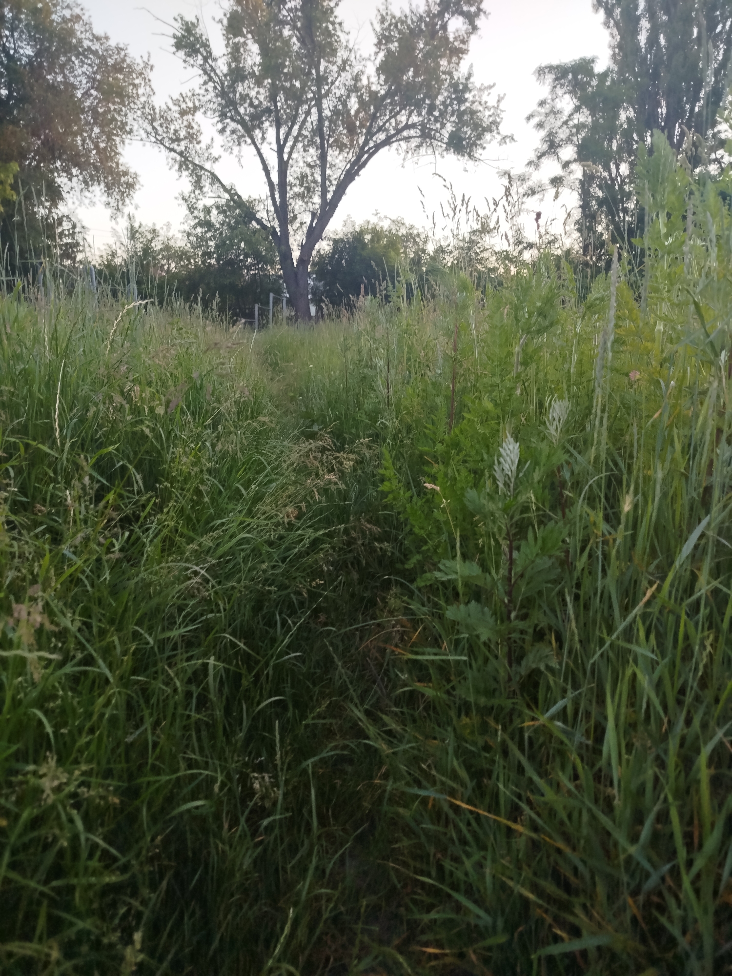 A narrow dirt path is visible amidst tall, green grass and vegetation. The path leads into the distance, surrounded by dense foliage. In the background, trees with dense canopies are present, some with visible branches against a pale sky. A faint, possibly man-made structure or fence can be seen behind some of the trees. The scene appears to be outdoors, possibly in a park, field, or natural area. The lighting suggests it is daytime, but possibly early morning or late afternoon due to the soft light. The location is identified as Chernihiv, Ukraine.