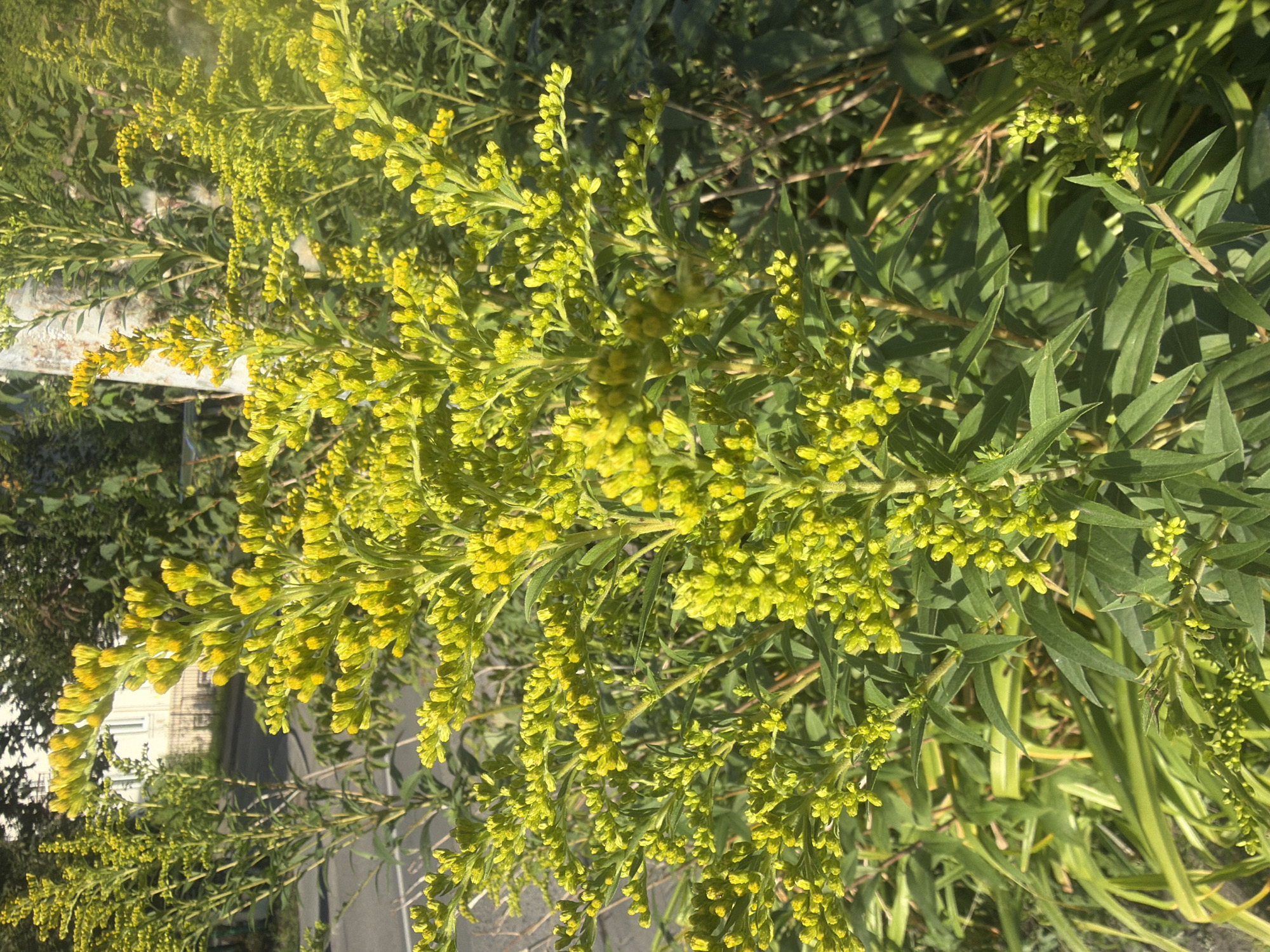 The image shows a cluster of yellow flowers, likely Solidago, blooming outdoors in Kaliningrad, Russia. The flowers are a vibrant yellow and are densely packed on tall, green stems. The background is blurred, but suggests a street with a building and trees. Sunlight casts shadows on the flowers, highlighting their texture and detail. There are no people visible in the image. The scene appears to be a naturalistic setting within an urban environment.