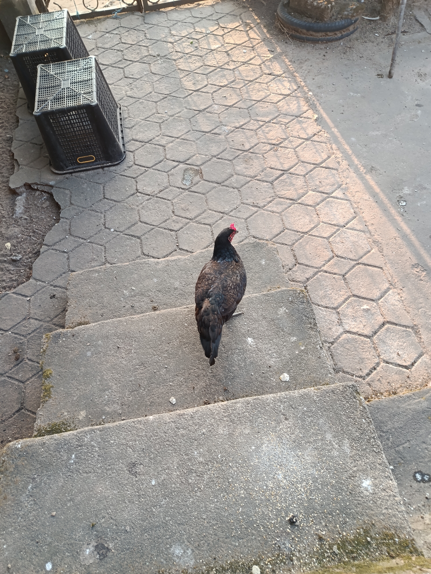 A single black chicken with a red comb stands on concrete steps. The chicken is facing away from the camera, looking down the steps. To the left of the steps is a textured, hexagonal pavement. Further to the left, there are two black plastic crates. The background shows a dirt patch with some debris and a tire. The lighting suggests it is either early morning or late afternoon, casting shadows across the scene. The location is identified as Mansalean, Indonesia.