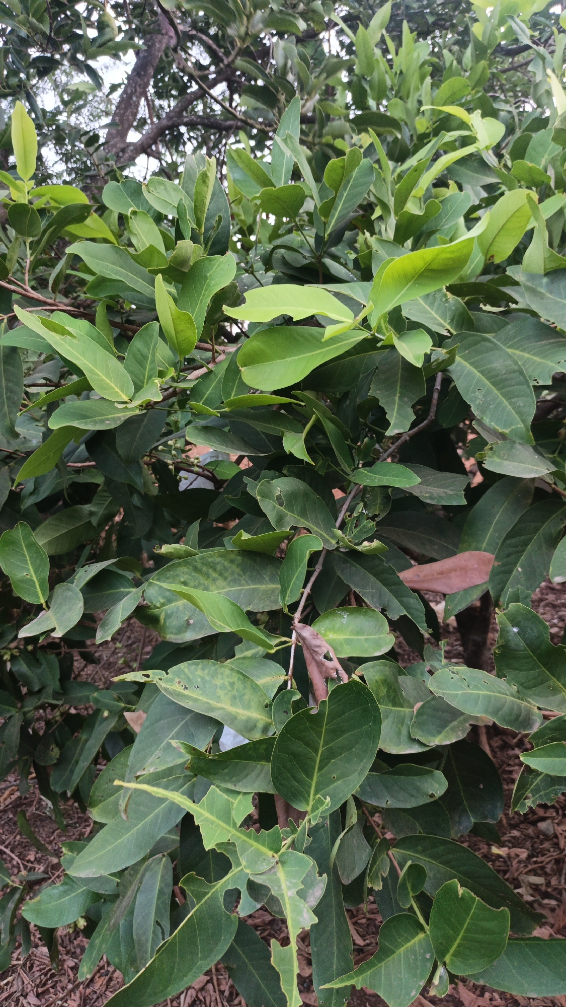 The image shows a close-up view of a tree with lush green leaves and some brown, dried leaves. The leaves are varied in shape and size, with some showing signs of damage such as holes and chewed edges. Small, light green buds are visible among the leaves. The branches are brown and woody. The background is blurred, but appears to be a natural outdoor setting with soil and dry leaves on the ground. No people are visible in the image. The scene suggests a natural, possibly rural or garden environment. The location is specified as Kandangmas, Indonesia.
