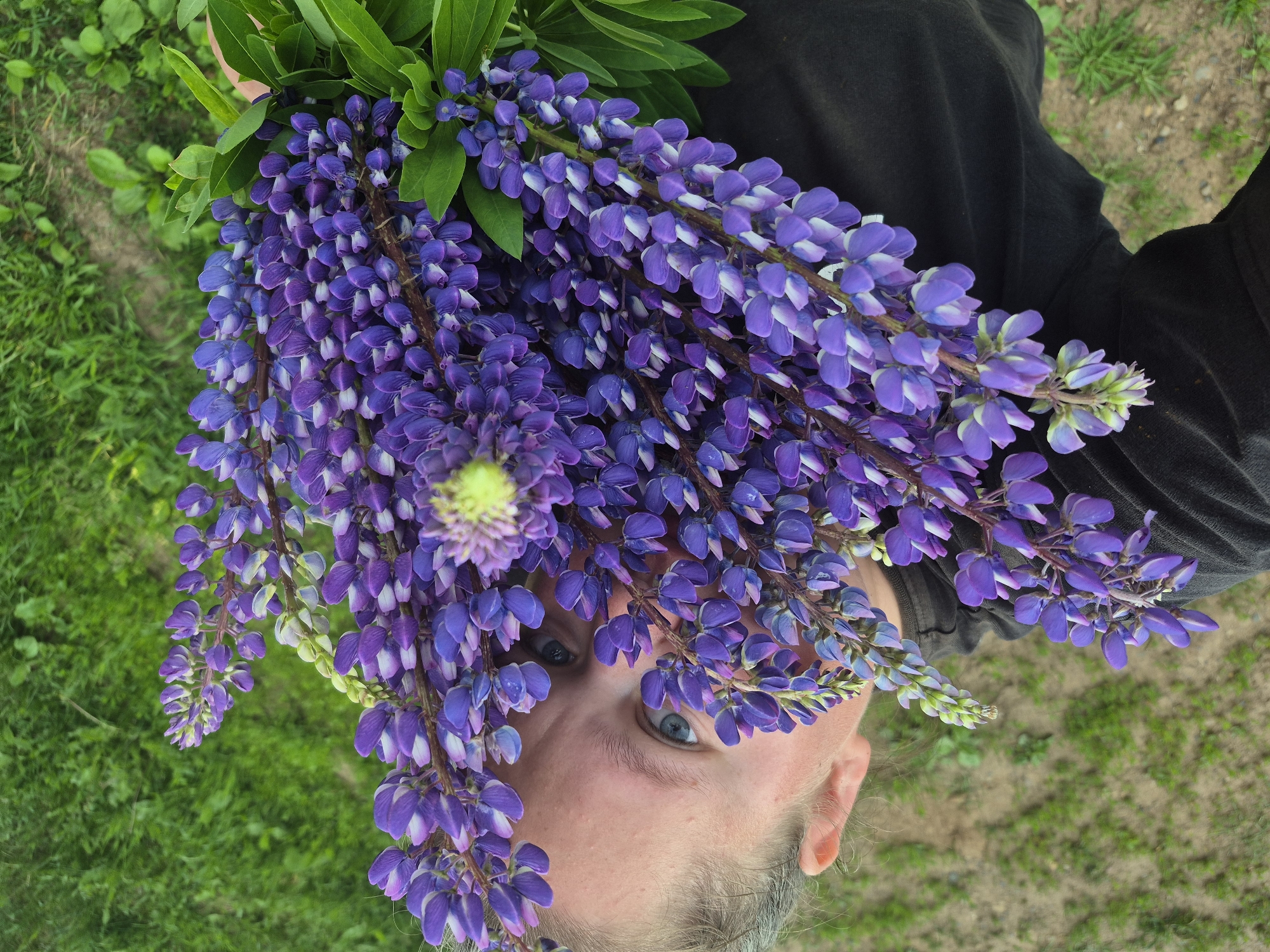 A woman, partially obscured by a large bouquet of purple lupine flowers, holds the bouquet in her left hand. She is looking at the camera with blue eyes, her face turned slightly to the right and upwards. Her hair is pulled back. She is wearing a black t-shirt. The background consists of a dirt path and green grass. The image appears to have been taken outdoors in a natural setting, possibly in a park or a field. No specific location in the city of Дойная, Russia is discernible from the image.