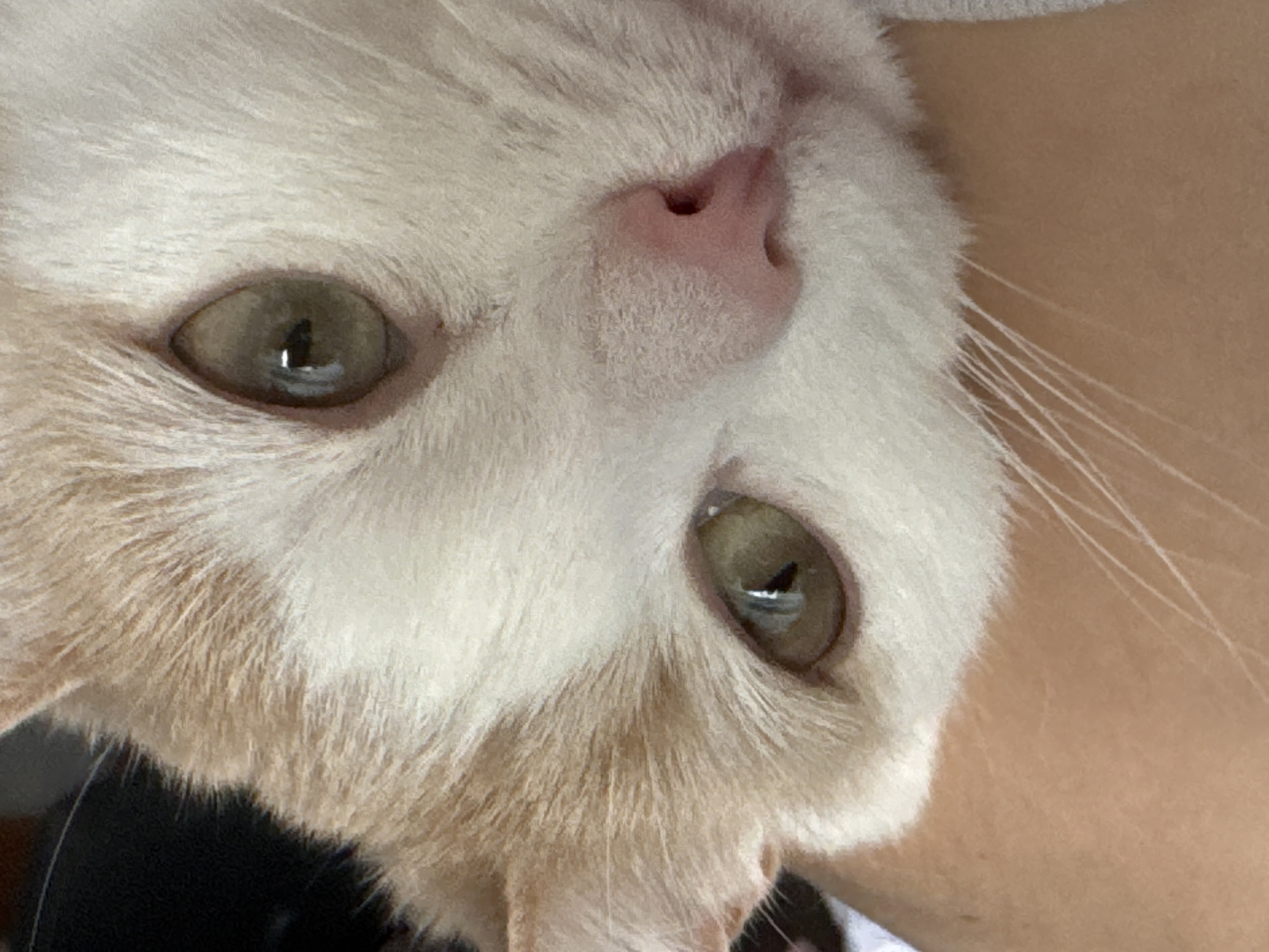 This is a close-up, low-angle, upside-down, eye-level shot of a cream-colored cat's face. The cat's fur is predominantly white with some light cream or tan markings around its eyes and nose, as well as on its cheek. Its eyes are a light green-brown color with dark, vertical pupils. The cat's nose is a delicate pink, with a small dark nostril visible. Long, white whiskers are fanned out from its cheeks. The background is a soft, out-of-focus blur of tan and dark colors, suggesting the cat is being held or is resting against a person or soft surface. The lighting appears to be natural, possibly from an indoor setting during the daytime. No text is visible in the image.