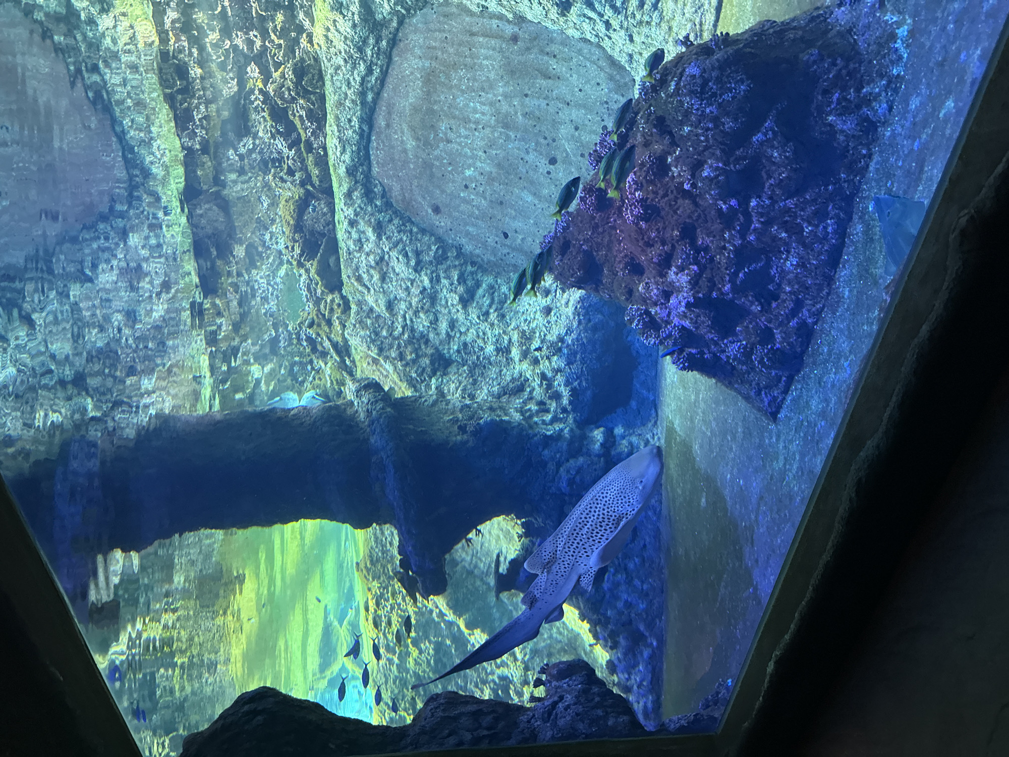 The image depicts an underwater scene inside the Wrocław Zoo aquarium, located in Wrocław, Poland. Visible are artificial rock formations, coral reefs, and various species of fish. Dominating the foreground is a zebra shark, positioned diagonally near the aquarium's glass. Small fish swim near the coral. The water exhibits a mix of blue and green hues, characteristic of aquatic environments. The scene is viewed through the aquarium's glass panel, with the dark frame of the display visible on the edges.