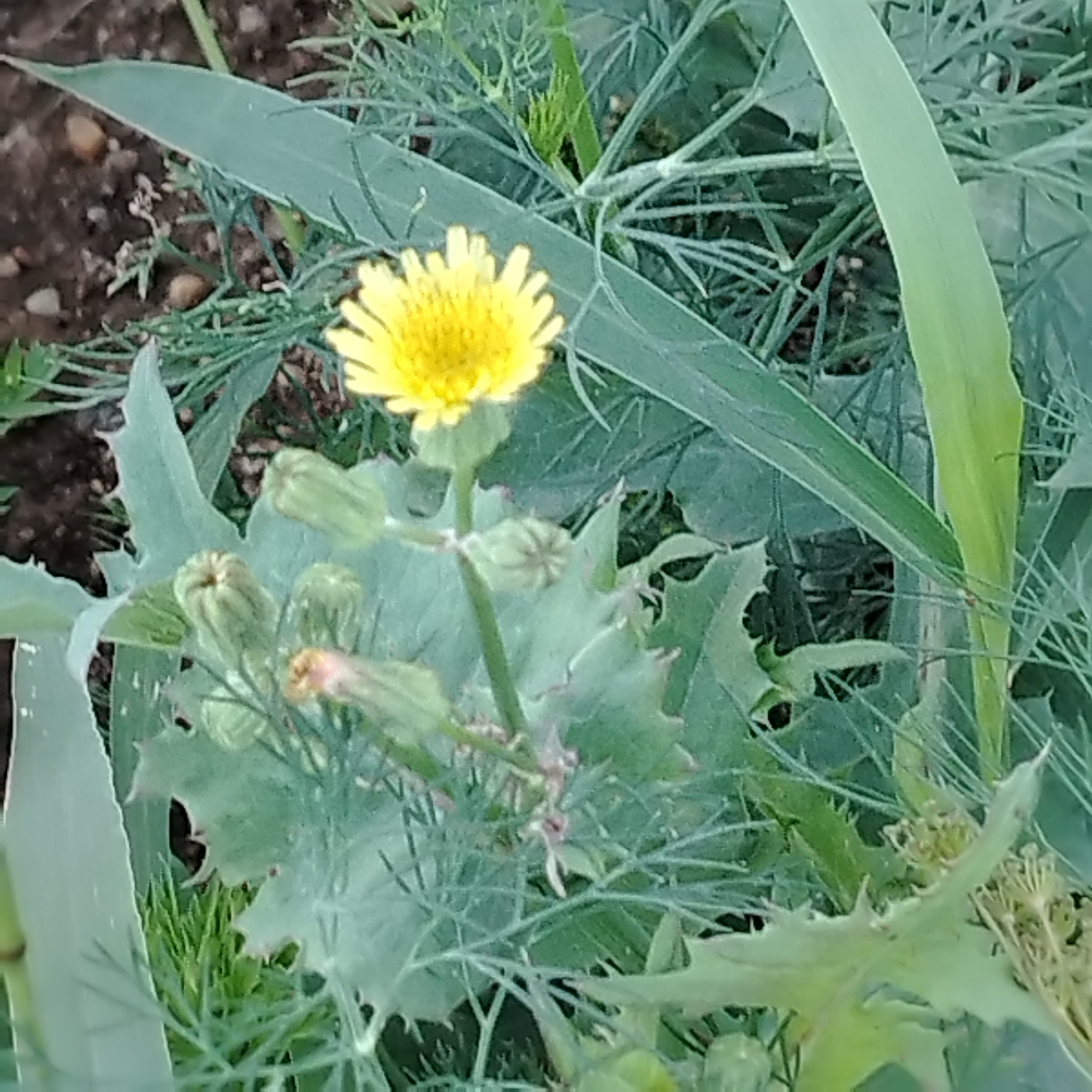 The image depicts a close-up view of a yellow dandelion flower blooming amongst various green plants and foliage. The background consists of dark soil with small pebbles. There are also several unopened flower buds visible, some with a reddish tinge. The scene is outdoors, with a focus on the natural elements of a garden or undeveloped land. The location is identified as Ekibastuz, Kazakhstan.