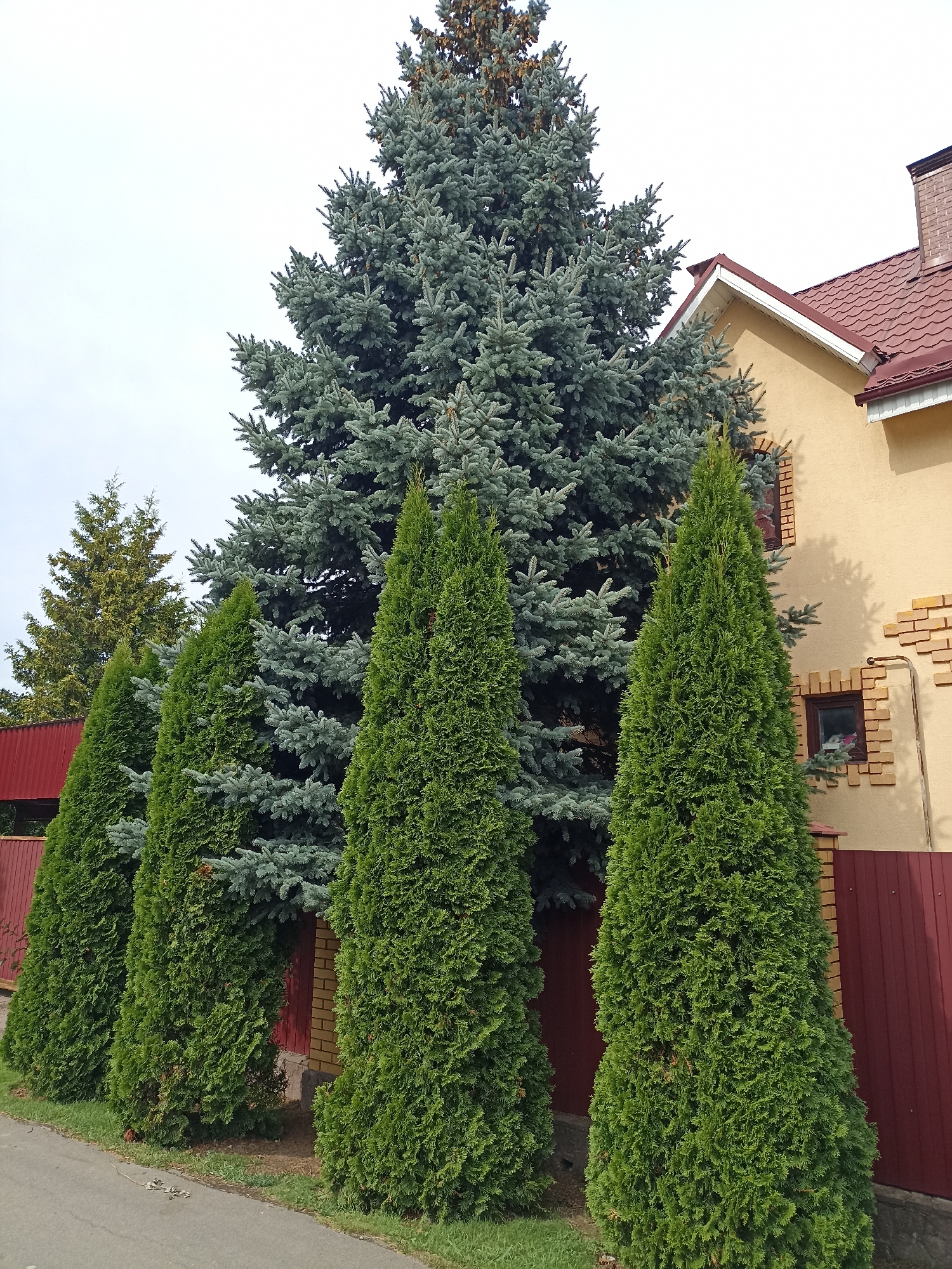 The image depicts a residential yard with a house, fence, and various trees. A large blue spruce dominates the background, its needles a dusty blue-green. In front of it, a line of four tall, conical evergreen trees, likely arborvitae, are planted along a dark red fence. The house, painted a pale yellow, has a red tiled roof and accents of exposed brick around its windows. A red metal fence is visible to the left of the house, partially obscured by trees. A paved surface, possibly a driveway or sidewalk, runs along the bottom of the image, bordered by a strip of green grass. The sky is overcast and pale gray. There are no people or animals visible in the scene.
