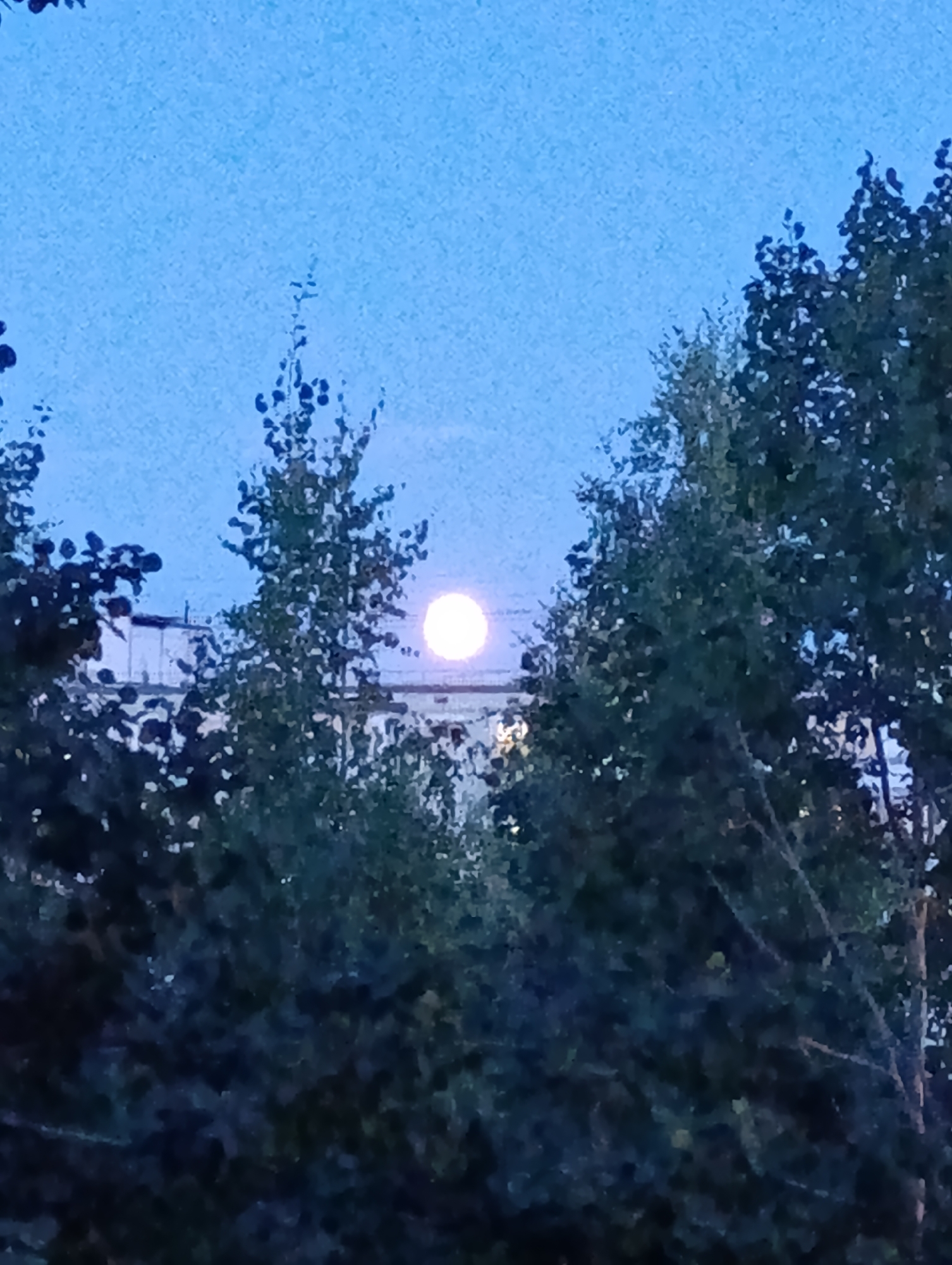 A full moon is visible in the sky, slightly to the right of center. The moon is bright and appears to be close to the horizon. It is partially obscured by the tops of trees in the foreground. The trees are dark green and leafy, and they appear to be deciduous. In the background, there is a building that appears to be made of concrete. The sky is a deep blue color, suggesting that it is either early morning or late evening. The overall impression is one of a peaceful and serene scene. It is not possible to determine the exact location in Moscow, Russia.