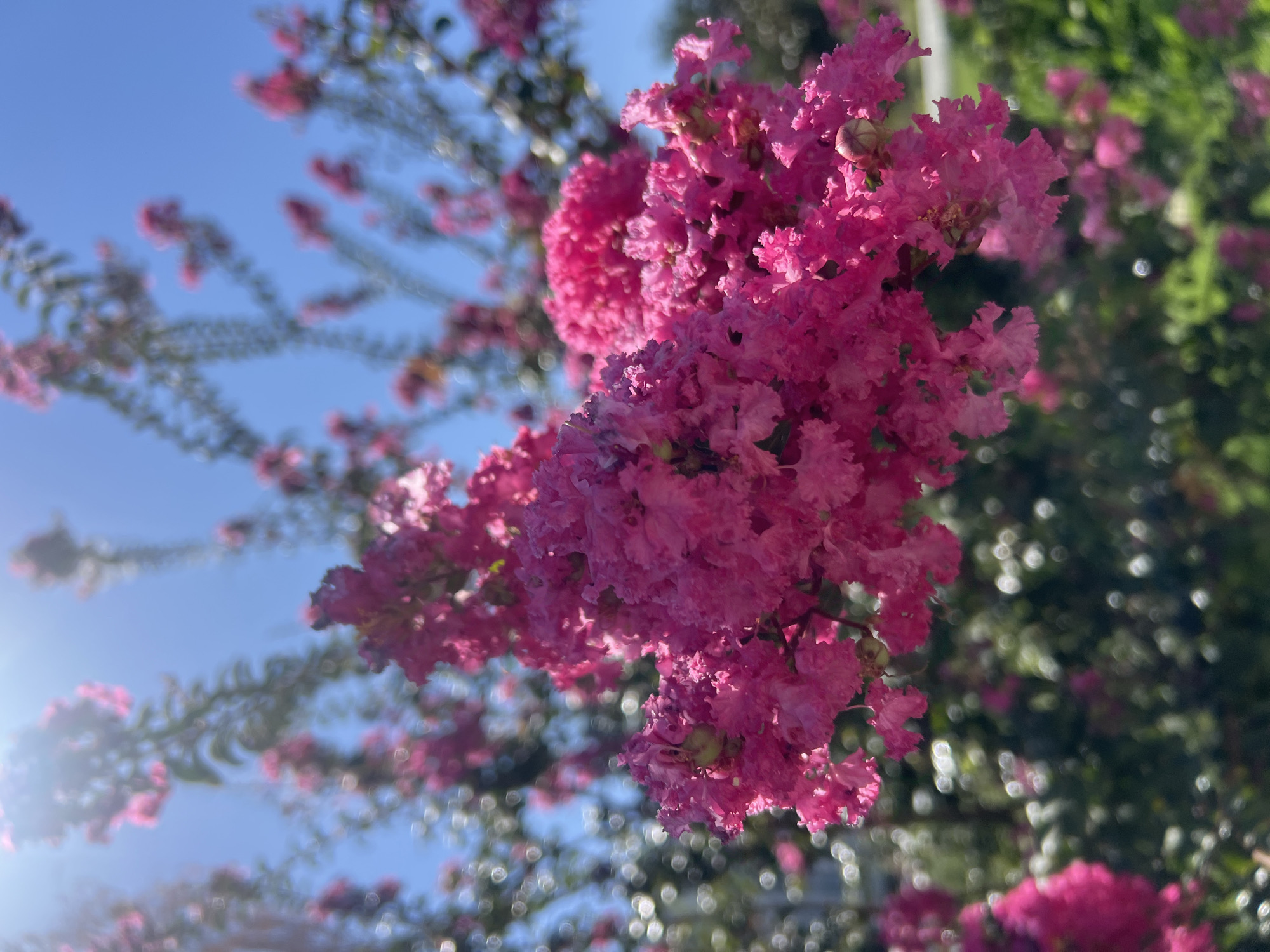 The image shows a close-up view of a cluster of bright pink crepe myrtle flowers against a clear blue sky. The flowers are in bloom and appear slightly blurred due to the shallow depth of field, with some out-of-focus greenery and bokeh lights in the background. The sun is shining brightly, creating some lens flare in the upper left corner. The scene is likely outdoors, possibly in a garden or park. There are no people or other animals visible in the image.