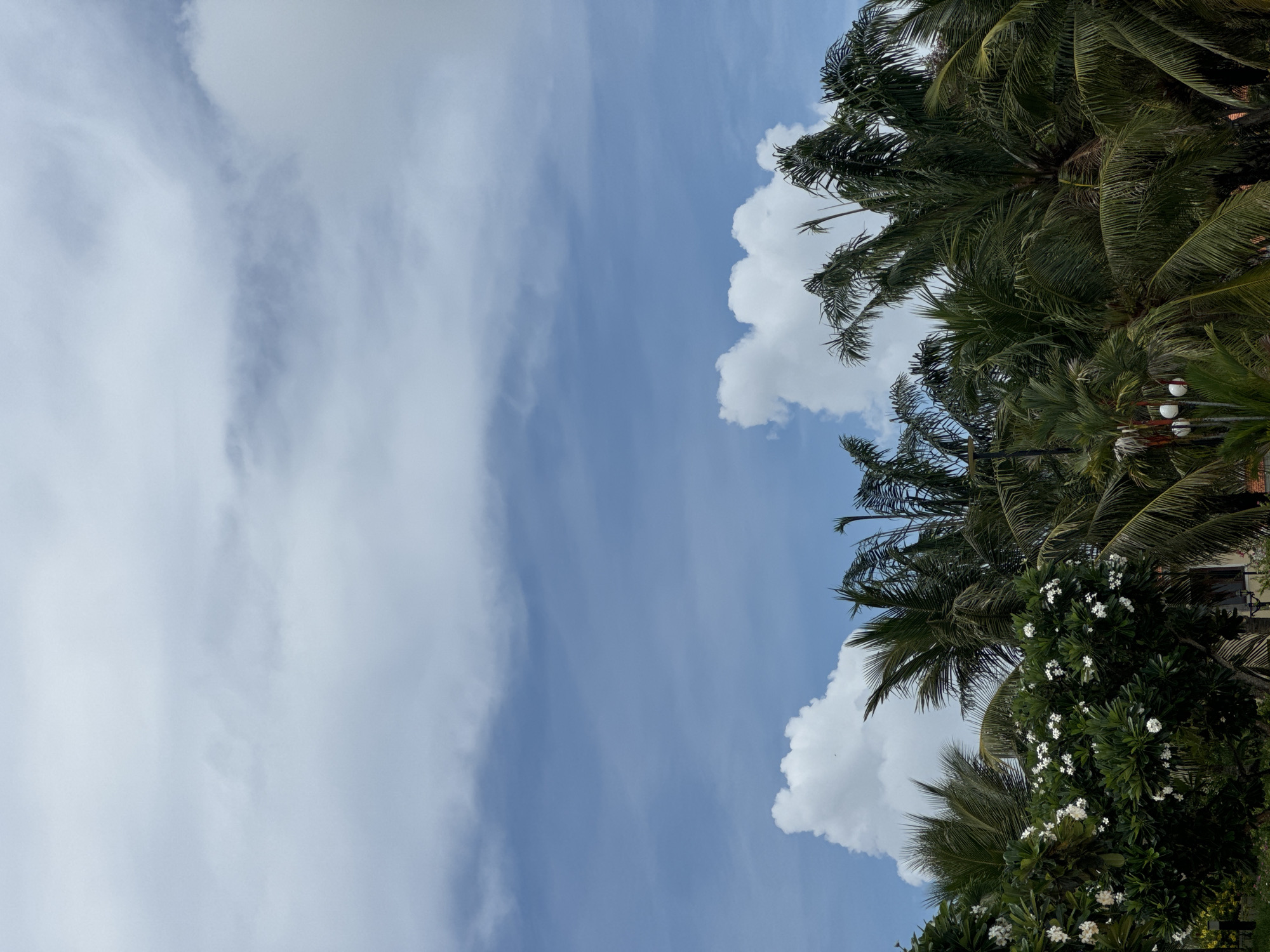 The image shows a view of the sky, partly obscured by trees, in Phu Thuy Ward, Vietnam. The sky is a light blue with streaks of white clouds. The trees on the right side of the image are a mix of palm trees and flowering plants with white blossoms. The scene is outdoors and appears to be taken during daylight hours. The image is vertical and is oriented with the trees on the right side.