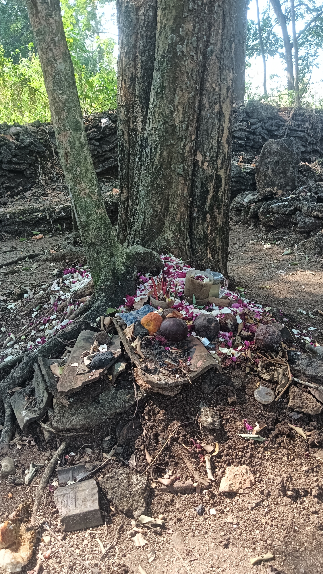 A close-up, eye-level shot shows the base of a multi-trunked tree with exposed roots. Scattered around the base of the tree are various offerings and debris. A pile of pink and white flower petals is visible, along with several round, dark brown objects, possibly fruits or gourds. There is a small, clear glass with a metal lid, containing a light-colored liquid. Also present are several pieces of broken pottery or tile, some dark, burnt material, and what appears to be a small, dark, skull-like object. The ground is covered with dirt, leaves, and small stones. In the background, a rough, dark wall constructed of irregular stones is visible, with more foliage and trees beyond. The scene suggests a natural or sacred outdoor setting, likely in the city of Tanggan, Indonesia, given the context.