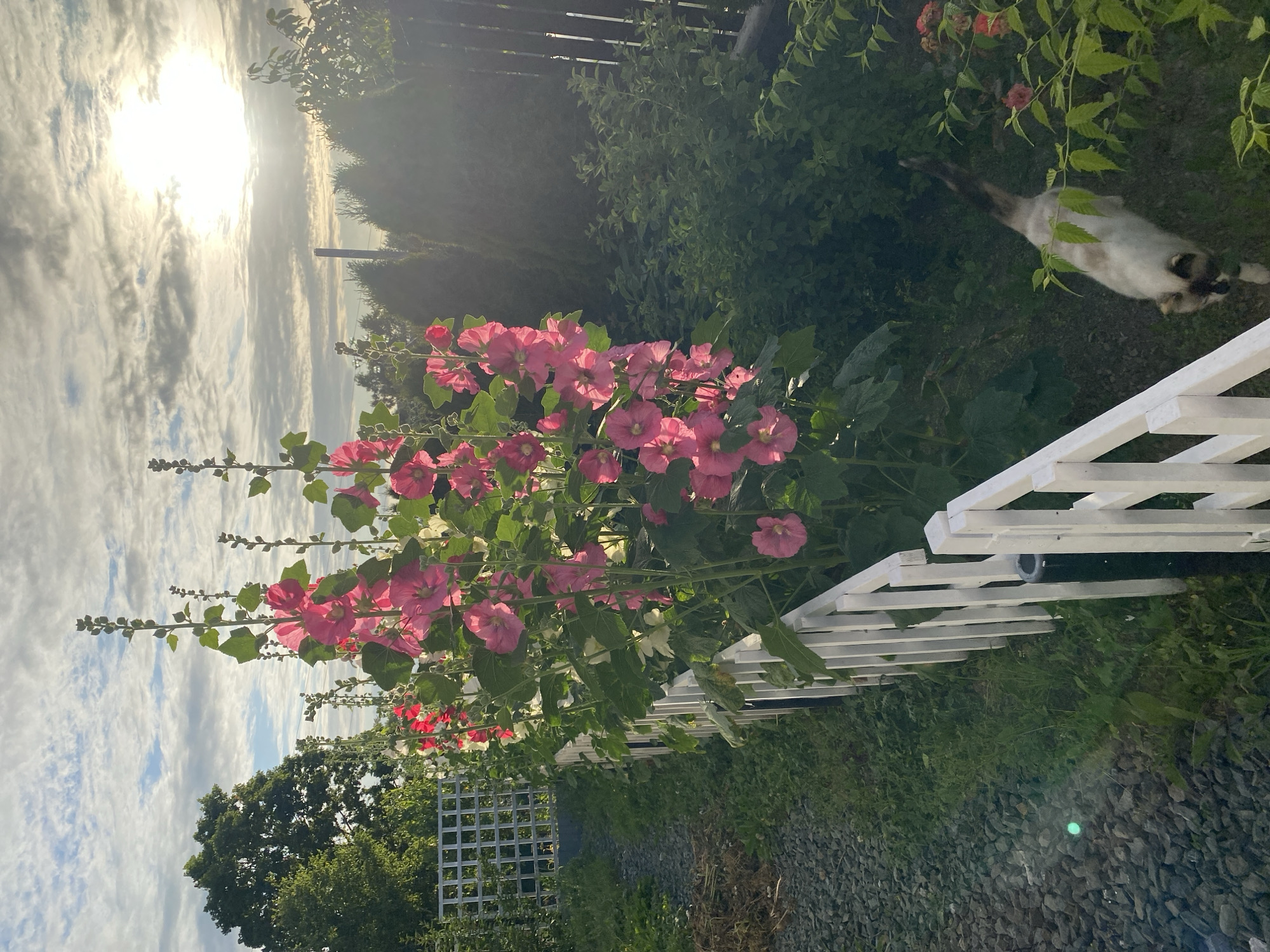 In Tret'ya Pad', Russia, a fluffy, Siamese-mix cat with dark points on its ears, face, and tail walks near a white picket fence. Behind the fence, tall pink hollyhock flowers are in bloom, reaching towards a cloudy sky. The sun shines brightly through the clouds, casting a warm glow on the scene. The ground is covered with gravel and green grass. A large green tree stands in the background, along with a dark wooden fence.