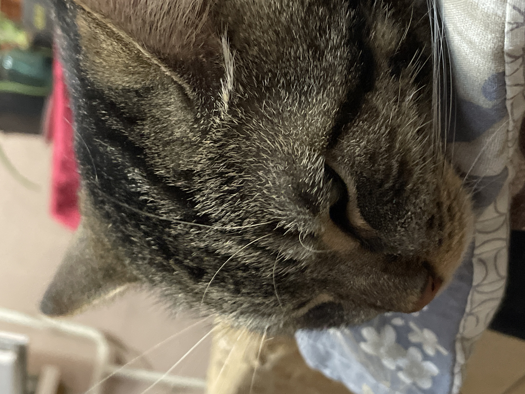 The media file is a close-up, low-angle, portrait-oriented shot of a tabby cat's head. The cat is viewed from the side, with its face turned downwards and slightly to the right. The cat's fur is a mix of brown, black, and grey tabby stripes. Its eye is partially visible, appearing dark. The cat's whiskers are prominent, long and white, fanning out from its muzzle. The cat is nestled against a light blue fabric with a white floral pattern.
In the background, to the left of the cat's head, a blurred pink object is visible, possibly clothing or a blanket. Further back, there are hints of a muted green object, suggesting foliage or a plant. The setting appears to be indoors, with soft lighting that creates a slightly dim ambiance, possibly indicating evening or a shaded indoor space. No specific time of day is clearly discernible. There is no visible text within the image. The cat's posture and the soft focus suggest a relaxed or sleepy state. The location context is Cherkasy, Ukraine.