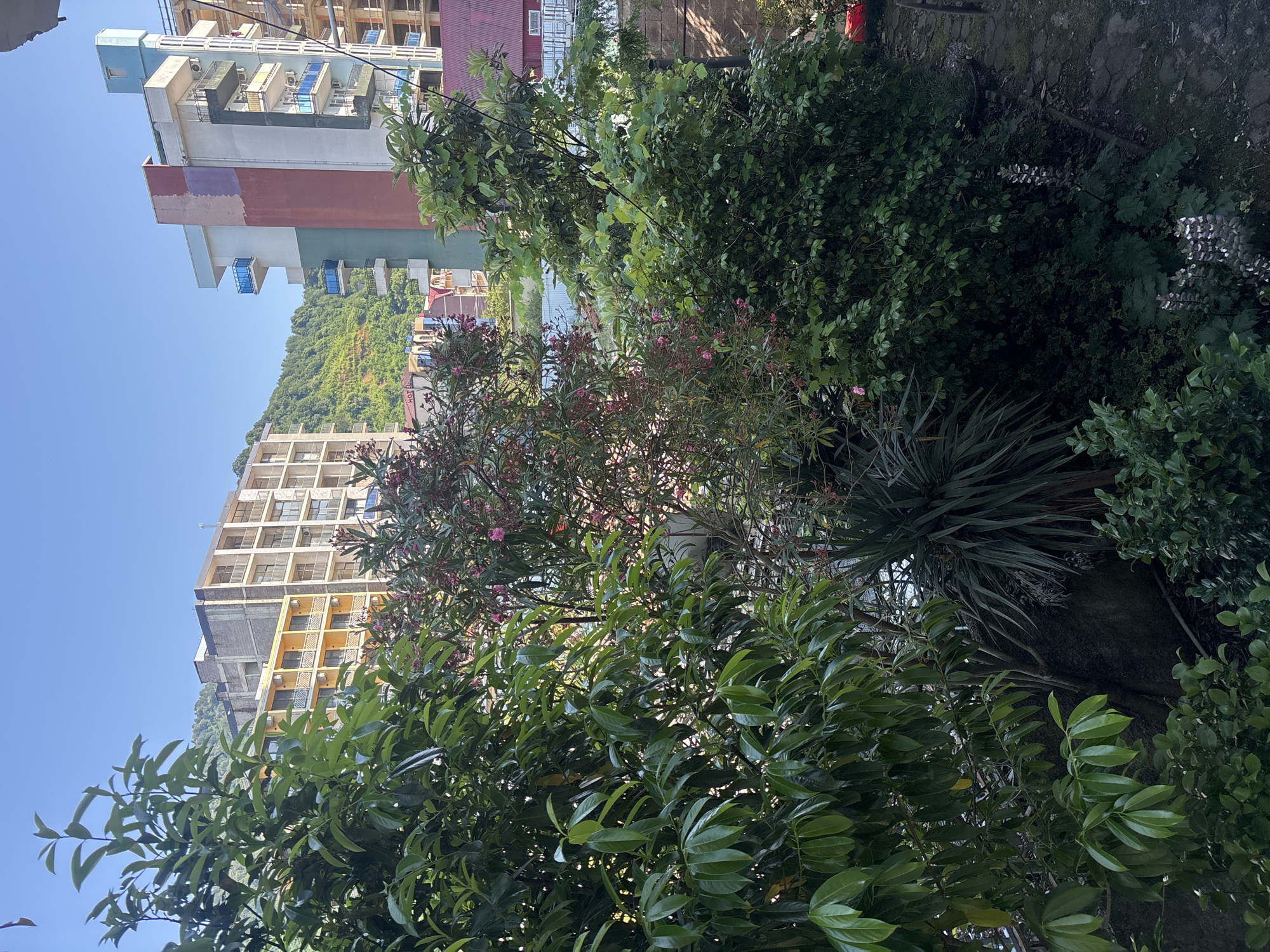 This is an outdoor medium shot, taken from a slightly elevated perspective, looking down and across a lush, green garden area. The scene is dominated by various types of foliage, including trees with large, broad leaves in the foreground and middle ground, and a more dense, shrub-like plant with smaller leaves to the right. Among the greenery, there are hints of pink flowers, suggesting a flowering plant like oleander. A spiky, palm-like plant is also visible.
In the background, the scene transitions to an urban environment. Tall, multi-story buildings, some appearing to be residential apartments or hotels, are visible. One building is a pale yellow with numerous balconies. Another, further back, has a more industrial or unfinished appearance with exposed concrete and scaffolding. The buildings are set against a backdrop of a verdant, tree-covered hillside, indicating a location where urban development meets natural landscape. The clear blue sky suggests it is a bright, sunny day. The image's orientation is sideways, meaning it was likely taken with the camera held vertically. There are no people visible, and the overall impression is one of a peaceful, somewhat overgrown garden space adjacent to a developed urban area.