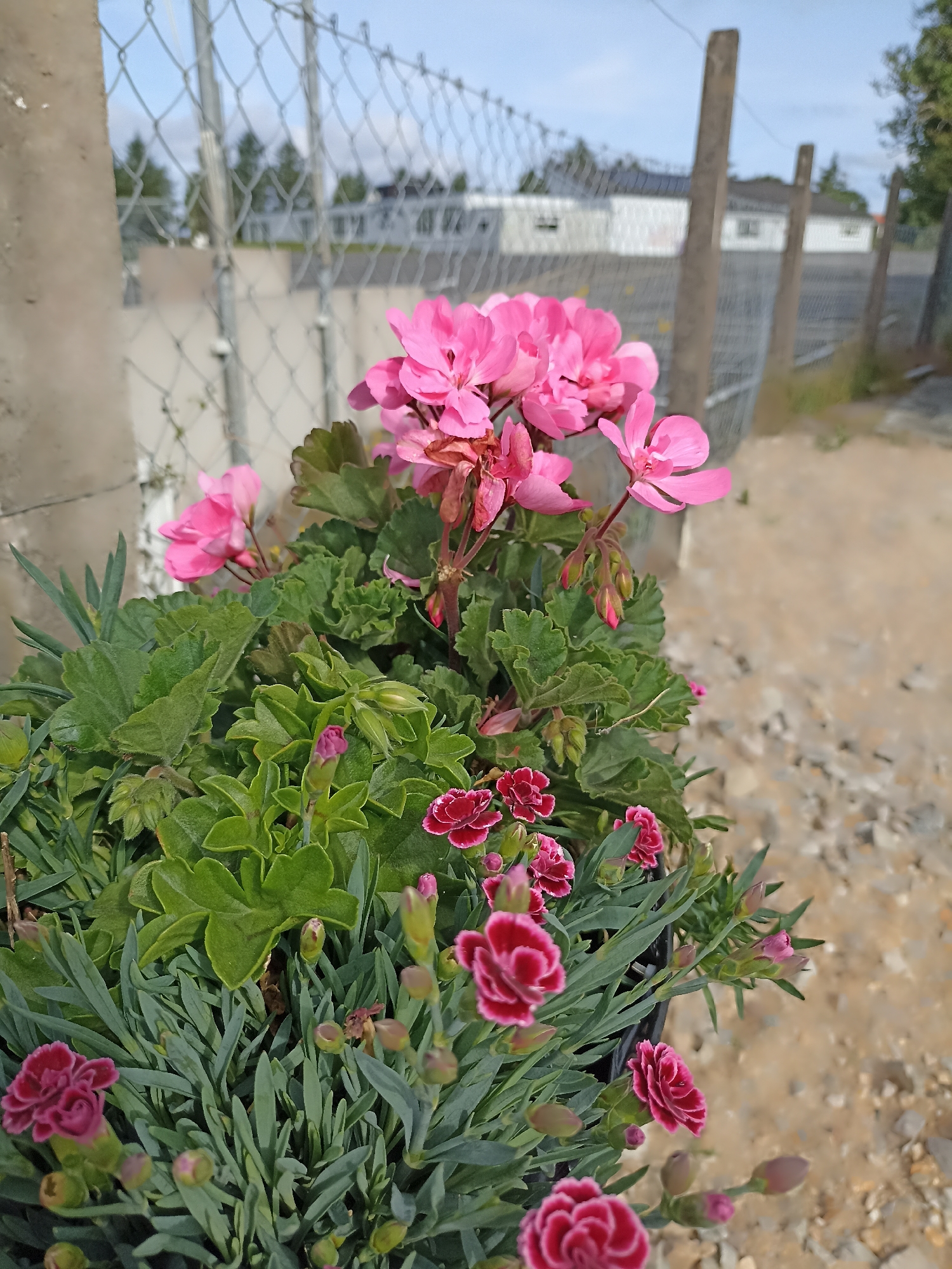 A close-up shot showcases a pot of vibrant pink geraniums and smaller, deep pink carnations against a backdrop of a chain-link fence, concrete pillars, and a gravel path. The flowers are in sharp focus, with the background slightly blurred, suggesting a sunny day in Annagry, Ireland. The scene is devoid of any people or animals.