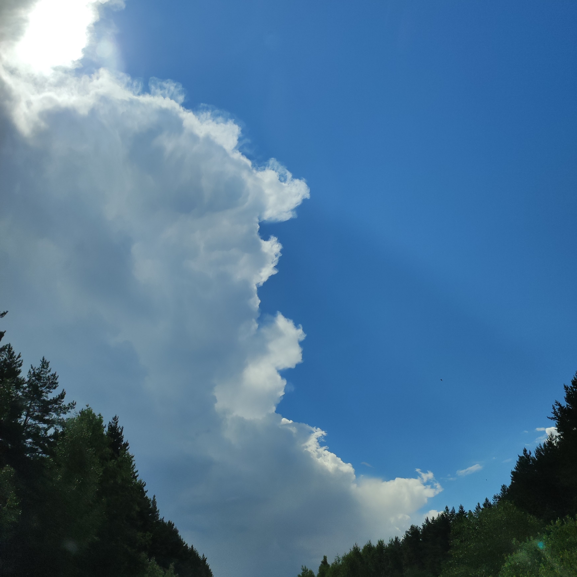 This is a photograph taken from a low angle, looking up at a vast, bright blue sky partially obscured by a massive, cumulus cloud formation. The sun is intensely bright and is shining through the upper left portion of the cloud, creating a lens flare effect and casting subtle rays of light. The lower edge of the frame is dominated by the dark green silhouettes of a dense line of coniferous trees, likely pines, forming a treeline that stretches across the bottom of the image and slopes upwards towards the right. The tops of these trees are sharply defined against the lighter sky. There are no people or animals visible in the frame. The scene appears to be a natural landscape, possibly a forest bordering a field or road. The weather is clear and sunny, with the prominent cloud suggesting either recent or impending weather activity. Without further context, it is not possible to definitively place this image in Kineshma, Russia, as the landscape is generic and common to many temperate regions.