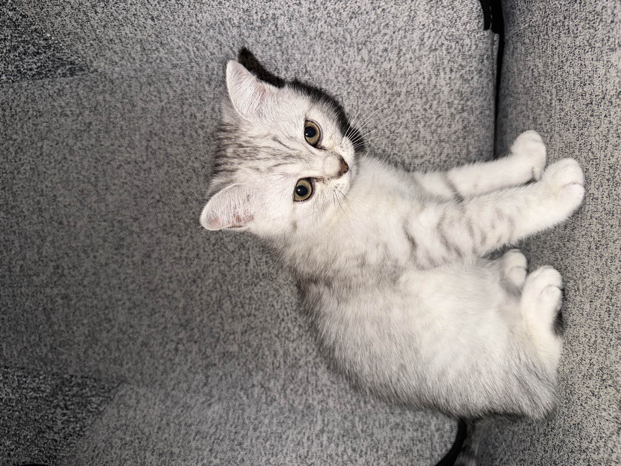The image displays a small, light-colored kitten resting on a grey, textured surface, which appears to be a sofa or armchair, in Sofia, Bulgaria. The kitten features a distinctive silver tabby pattern, with soft grey and white fur visible across its body, particularly on its striped legs, ears, and the top of its head. Its large, striking eyes are a bright greenish-gold or amber color. The kitten is positioned on its back or side, with its paws tucked in, and it gazes directly at the viewer with an alert and curious expression. The background is consistently composed of the mottled grey upholstery fabric, showing a slight seam or division in the middle-right. The lighting suggests an indoor setting, likely with artificial light, casting subtle shadows around the kitten. No text is visible in the media file.