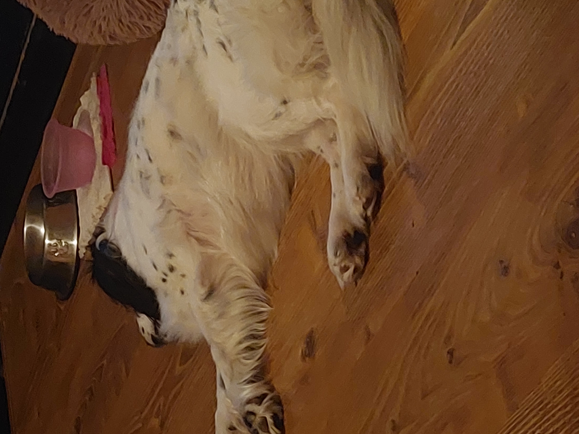 A white and black spotted dog is sleeping on a wooden floor. The dog is lying on its side, with its front paws stretched out and its back paws curled up. A pink bowl is on the floor next to a metal food bowl. A fluffy pink object is also visible. The location is unspecified.