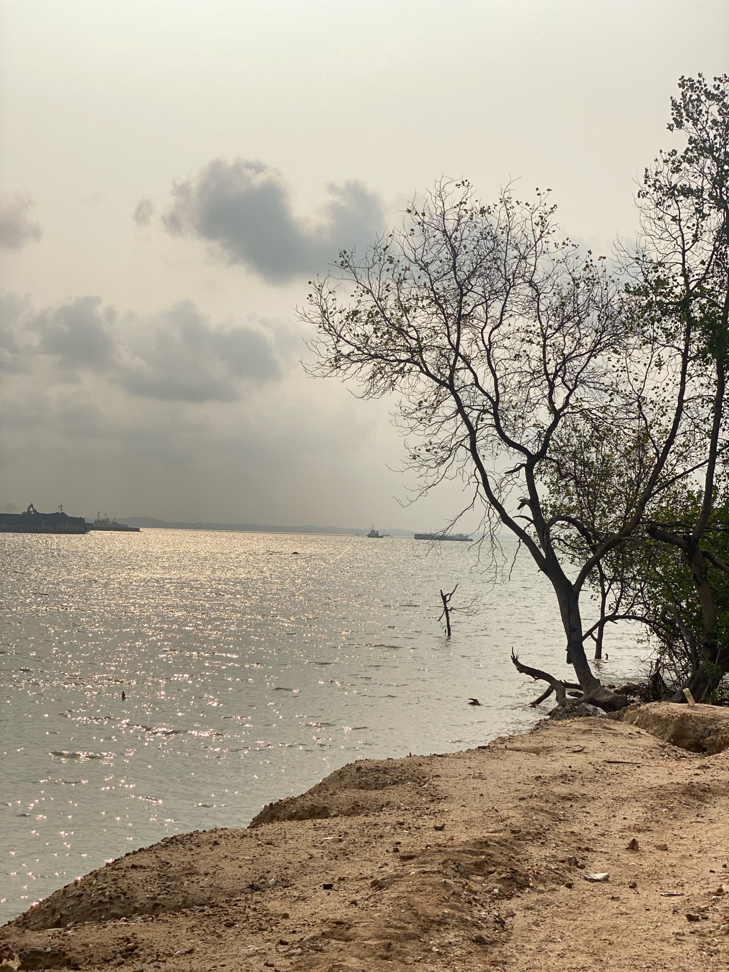 The image depicts a serene coastal scene in Batam, Indonesia, likely during a cloudy day with sunlight intermittently breaking through. The foreground is dominated by a sandy, slightly eroded embankment covered with sparse vegetation and debris. A few bare branches of a tree extend into the frame from the right, with a larger, leafless tree trunk also visible.
The middle ground showcases a body of water, possibly a strait or bay, with its surface shimmering due to the reflected sunlight. Several sparse, thin branches from submerged trees or driftwood jut out of the water. In the distance, large cargo ships are visible, indicating the presence of a port or shipping lane. The horizon is marked by a faint landmass, possibly another island or the mainland.
The sky is overcast with diffused clouds, lending a muted and hazy quality to the overall atmosphere. The light suggests it might be late afternoon or early morning. There are no people visible in the image. The scene evokes a sense of quietude and the vastness of the seascape, characteristic of coastal areas in Batam, which is a hub for maritime activities.