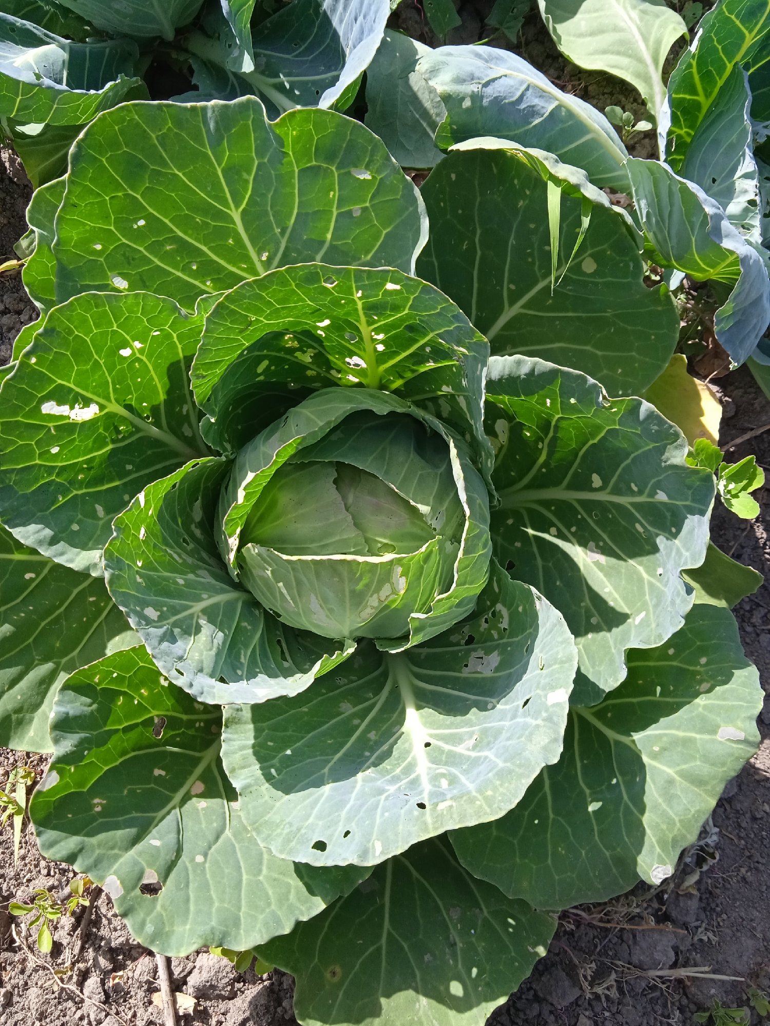This is a close-up, top-down, natural light photograph of a head of cabbage growing in a garden bed in Rakove, Ukraine. The cabbage is the central subject, with its vibrant green, broad leaves forming a dense head. The leaves show some signs of damage, with small holes and lighter-colored spots, likely from insect activity or natural wear. The surrounding soil is visible, appearing dry and earthy, with a few small weeds and dried plant matter scattered throughout. Other cabbage plants are partially visible in the background, suggesting this is part of a larger crop. The lighting creates strong shadows and highlights on the leaves, emphasizing their texture and the veins. There are no people or animals present in the image.