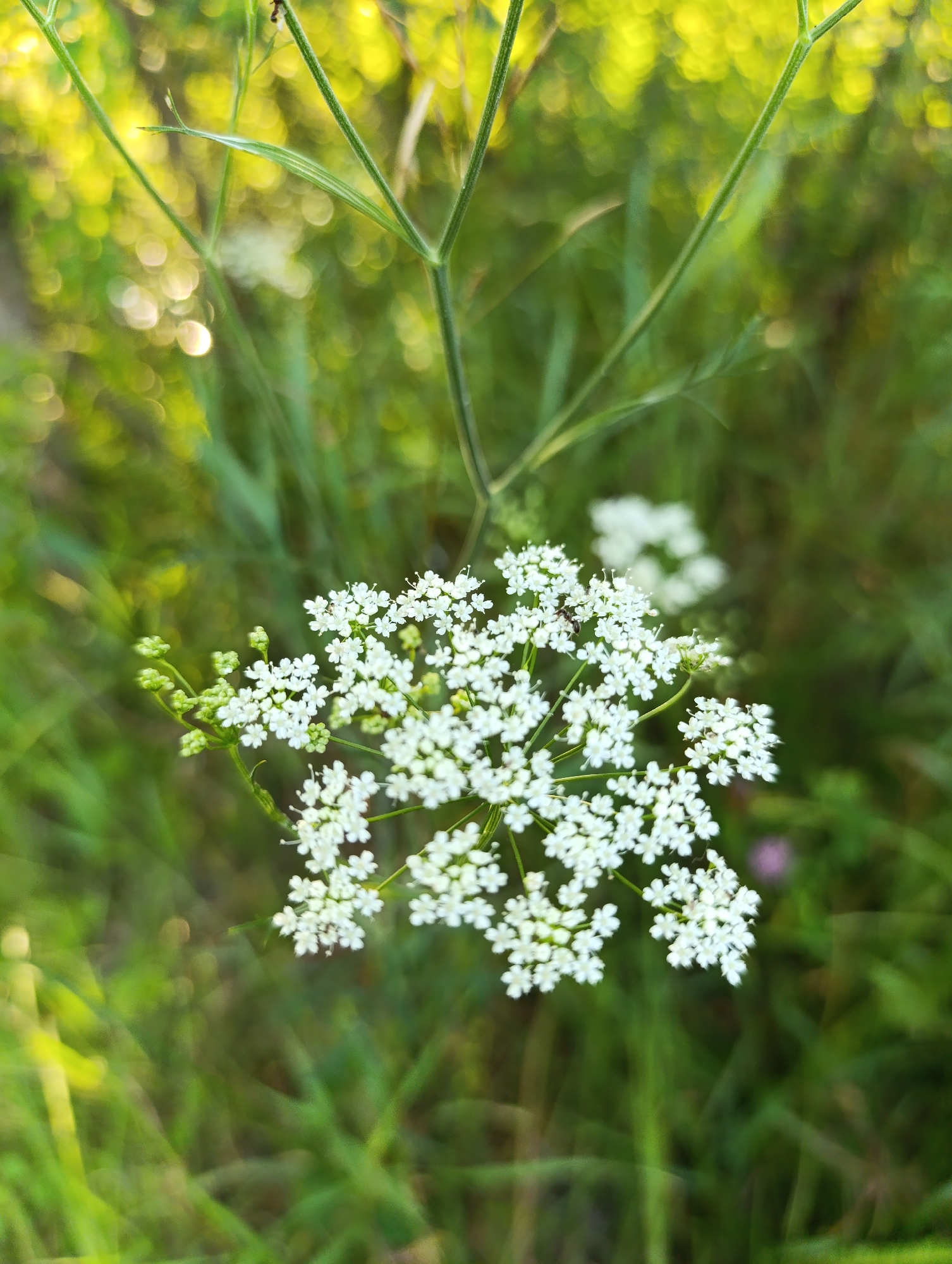 A close-up, vertical shot captures a cluster of small white wildflowers in the foreground, set against a soft-focus background of green foliage and yellow bokeh. The delicate petals of the flowers are detailed, with some showing a hint of insect activity, like a small dark insect on one bloom. The stems of the flowers are thin and green, with some appearing to be part of a larger plant structure. The overall impression is one of natural beauty and tranquility. The image is not specific to any particular urban location and does not depict any elements that would suggest it is from Мехонское, Russia.