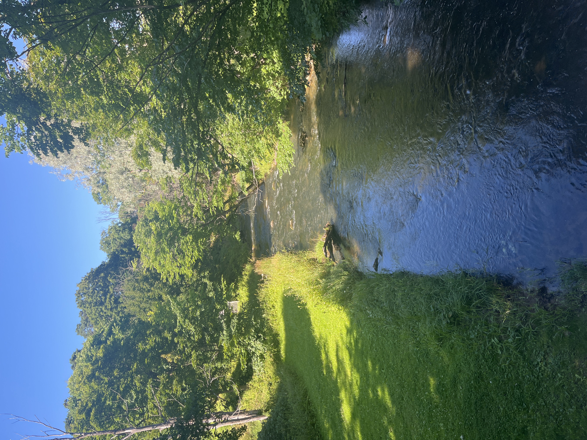 The image depicts a natural scene with a river flowing through a lush green landscape under a clear blue sky. On the left bank of the river, a well-maintained grassy area is visible, partially shaded by trees. The river itself appears shallow with visible rocks and debris on its bed. The right bank is densely covered with various trees and foliage, creating a natural, uncultivated environment. A single, partially submerged log lies in the river near the grassy bank. The overall impression is one of tranquility and natural beauty, suggesting a location within a park or natural reserve. This scene is likely located in Toila, Estonia, known for its scenic coastal areas and parks.
