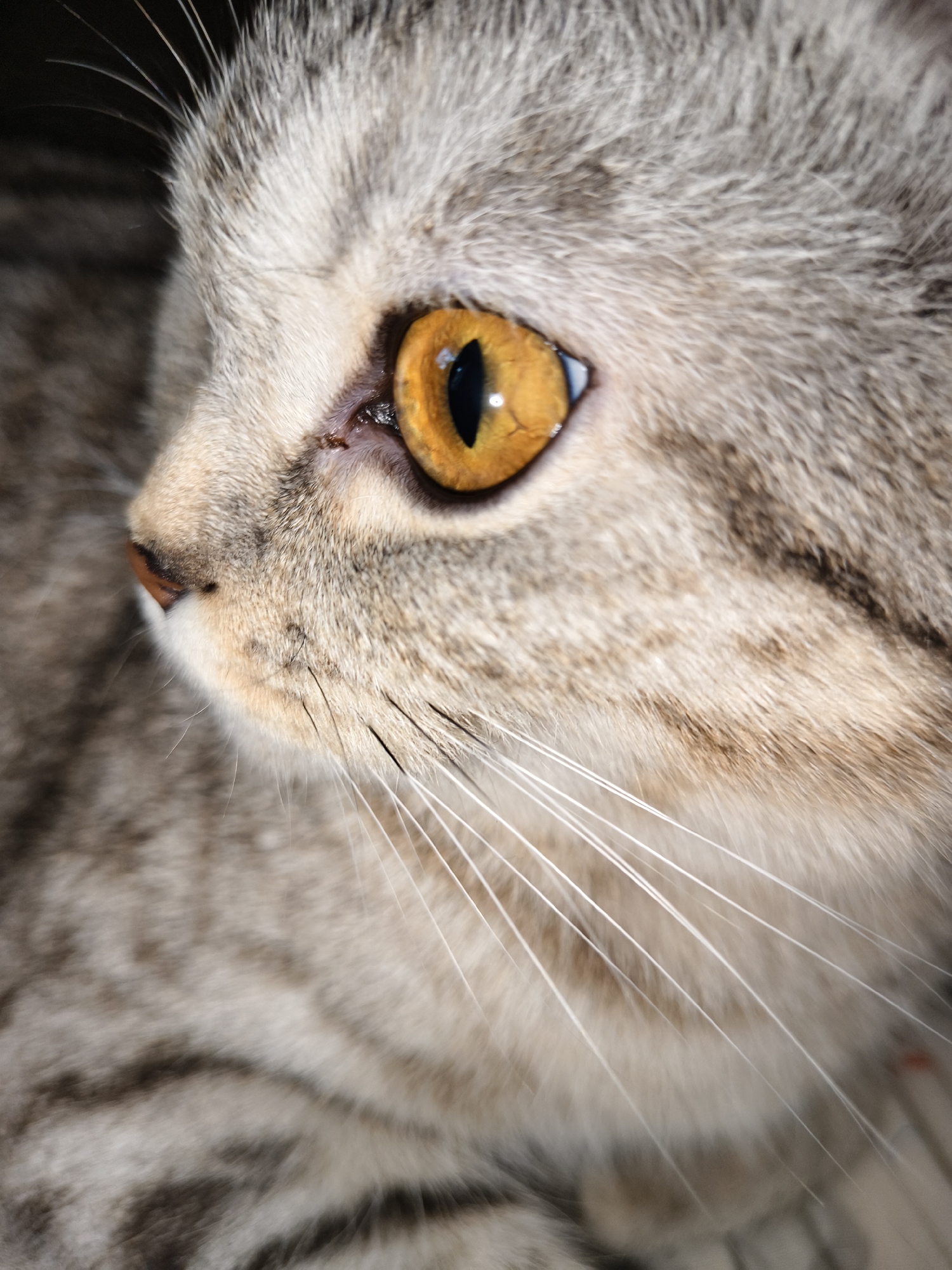 A close-up image shows the face of a gray tabby cat in profile. The cat has striking amber eyes with a black pupil, and a small, pink nose. Long, white whiskers extend from its muzzle. The cat's fur is short and dense, with gray and tan hairs arranged in tabby stripes. The background is slightly out of focus, showing more of the cat's fur and body.