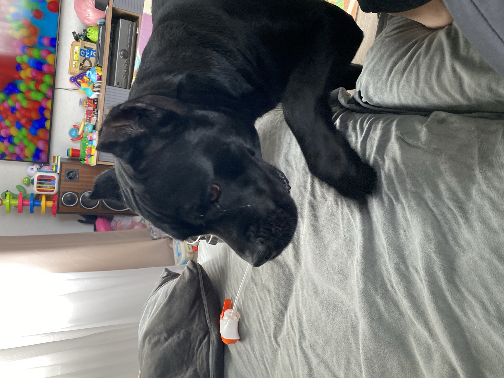In an indoor setting, a large black dog is positioned in the foreground, its head and front paws resting on a wrinkled grey blanket. The dog's body extends towards the right side of the frame, obscuring the lower portion of the image. To the left of the dog, a grey pillow is visible, and further left, sheer white curtains are drawn across a window. A small white and orange spray bottle with a clear tube lies on the blanket between the dog's head and the pillow. In the background, a television displays a colorful image of small balls. A wooden entertainment center is situated below the television, adorned with various toys, including toy cars and plastic figures. A speaker is also present on the entertainment center, and a pink spherical object is visible to its right. The scene appears to be a living room or bedroom.