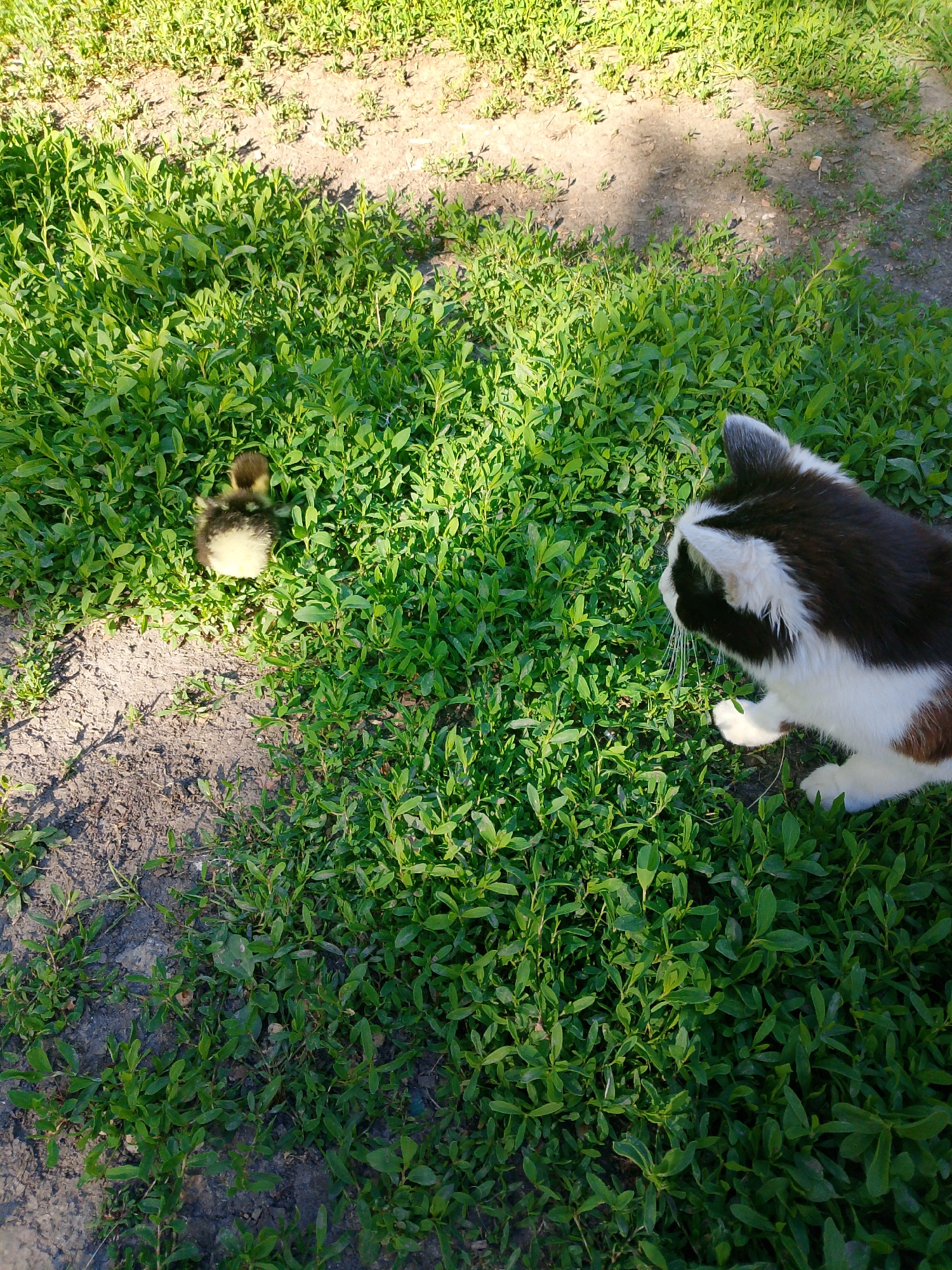 A black and white cat looks down at a small duckling in a patch of green foliage. The scene appears to be outdoors, with patches of bare soil visible among the green plants. The location is Unknown, Unknown.