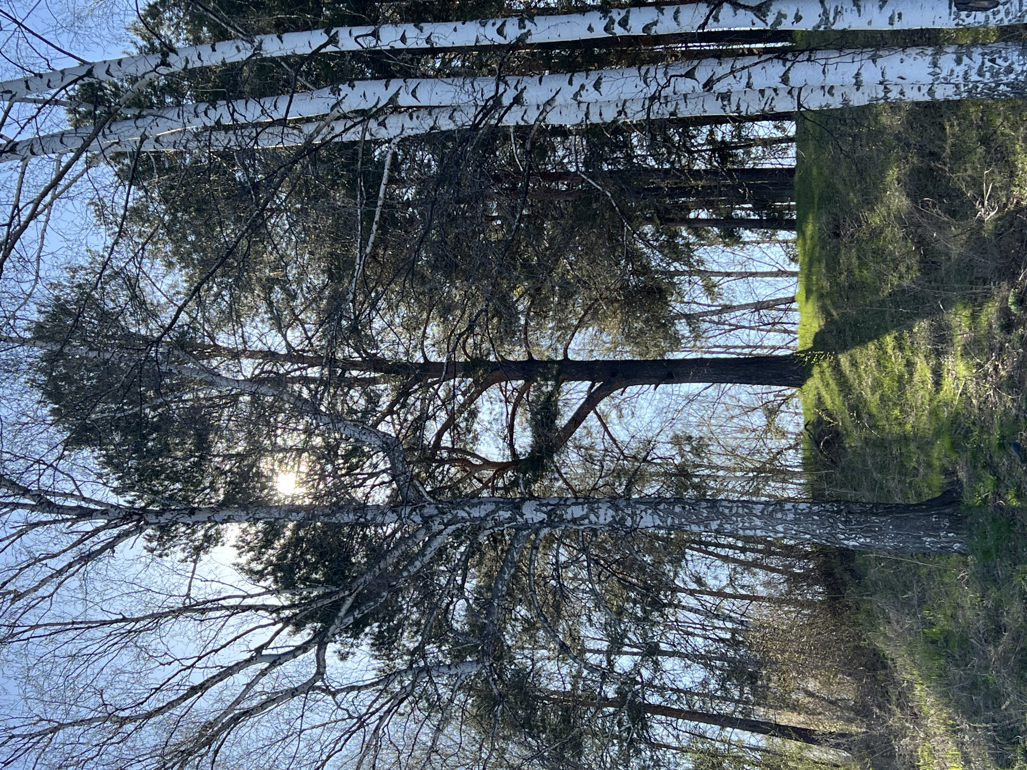 The image depicts a forest landscape in Chaikovsky, Russia, likely taken during the daytime. Tall birch trees with white bark dominate the scene, their bare branches reaching towards the sky. An evergreen tree stands among the birch, its needles providing a contrast to the bare branches. Sunlight filters through the trees, creating a dappled effect on the ground. The ground is covered with grass and other vegetation.