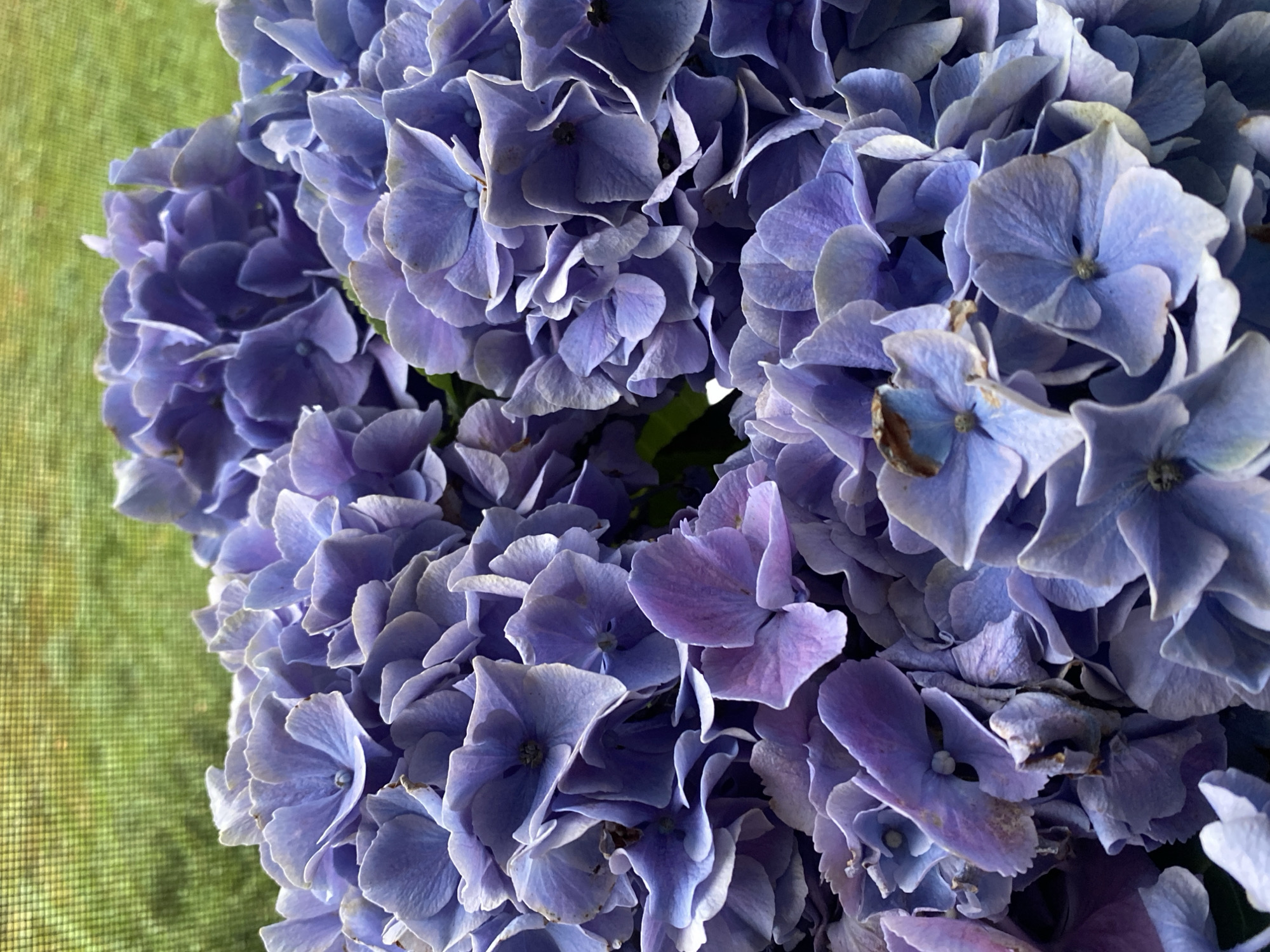 A close-up, vertical shot showcases a cluster of vibrant purple hydrangeas, their delicate petals filling the frame. The flowers are dense and layered, with some petals showing hints of lighter purple and white. The background is a soft blur of green, suggestive of foliage, partially obscured by a fine grid pattern, possibly from a window screen or fence. The lighting is natural and diffused, highlighting the textures of the petals. There are no people or animals visible in the image. The scene appears to be outdoors, likely in a garden setting within the city of Bad Sachsa, Germany.