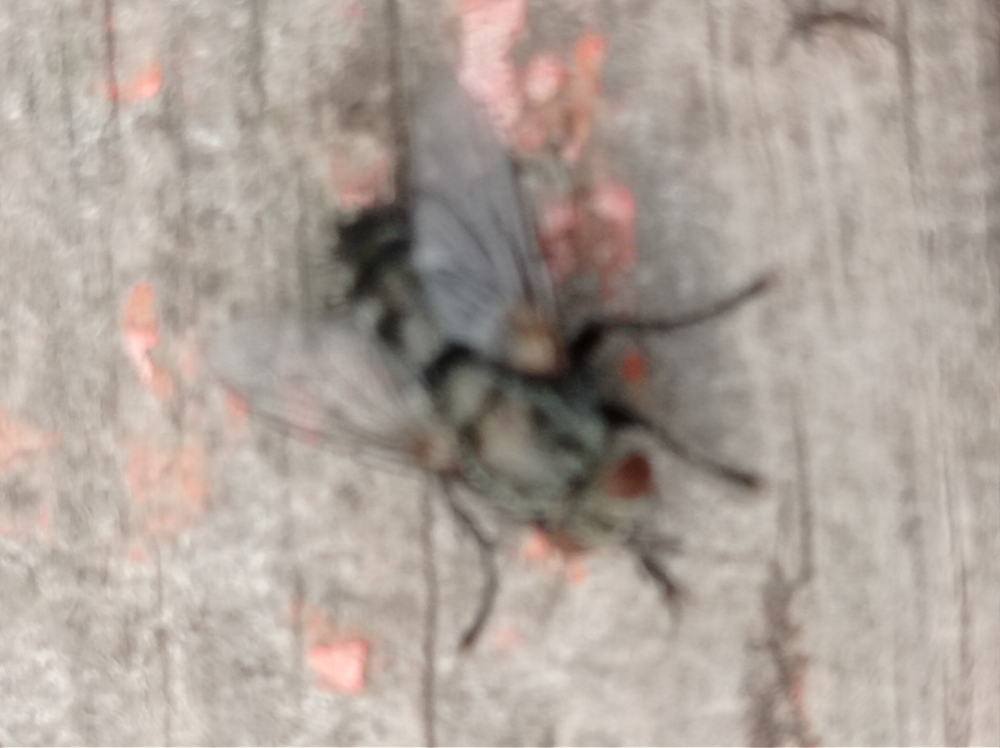 The image shows a blurry close-up of a dead fly on a weathered wooden surface. The wood appears to have a greyish-brown tone with visible grain. There are small scattered flecks of pinkish-red material, possibly paint or organic matter, on the surface around the fly. The fly is positioned centrally, with its wings splayed slightly and its legs extended. The details of the fly are indistinct due to the blurriness of the image, but it appears to be a common housefly or similar species, with dark coloration and visible antennae. The background is entirely composed of the wooden surface and the scattered flecks. There is no discernible urban environment or specific location within the city of Degtyarsk, Russia, evident in the image.