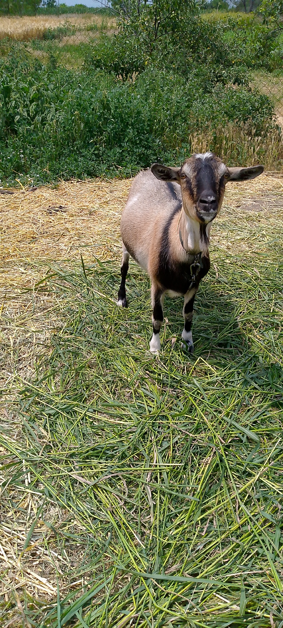 A medium shot captures a young goat standing in a grassy field. The goat, primarily tan with black markings on its face, legs, and underside, faces the camera with its ears splayed outward. A light-colored collar with a metal chain is visible around its neck. The ground is covered in short green grass, with patches of dried hay visible behind the goat. In the background, dense green foliage and trees form a natural backdrop, with a hint of a dry, golden field beyond, suggesting a rural or semi-rural environment. The lighting indicates a sunny day. The location is the city of Kanelovskaya, Russia.
