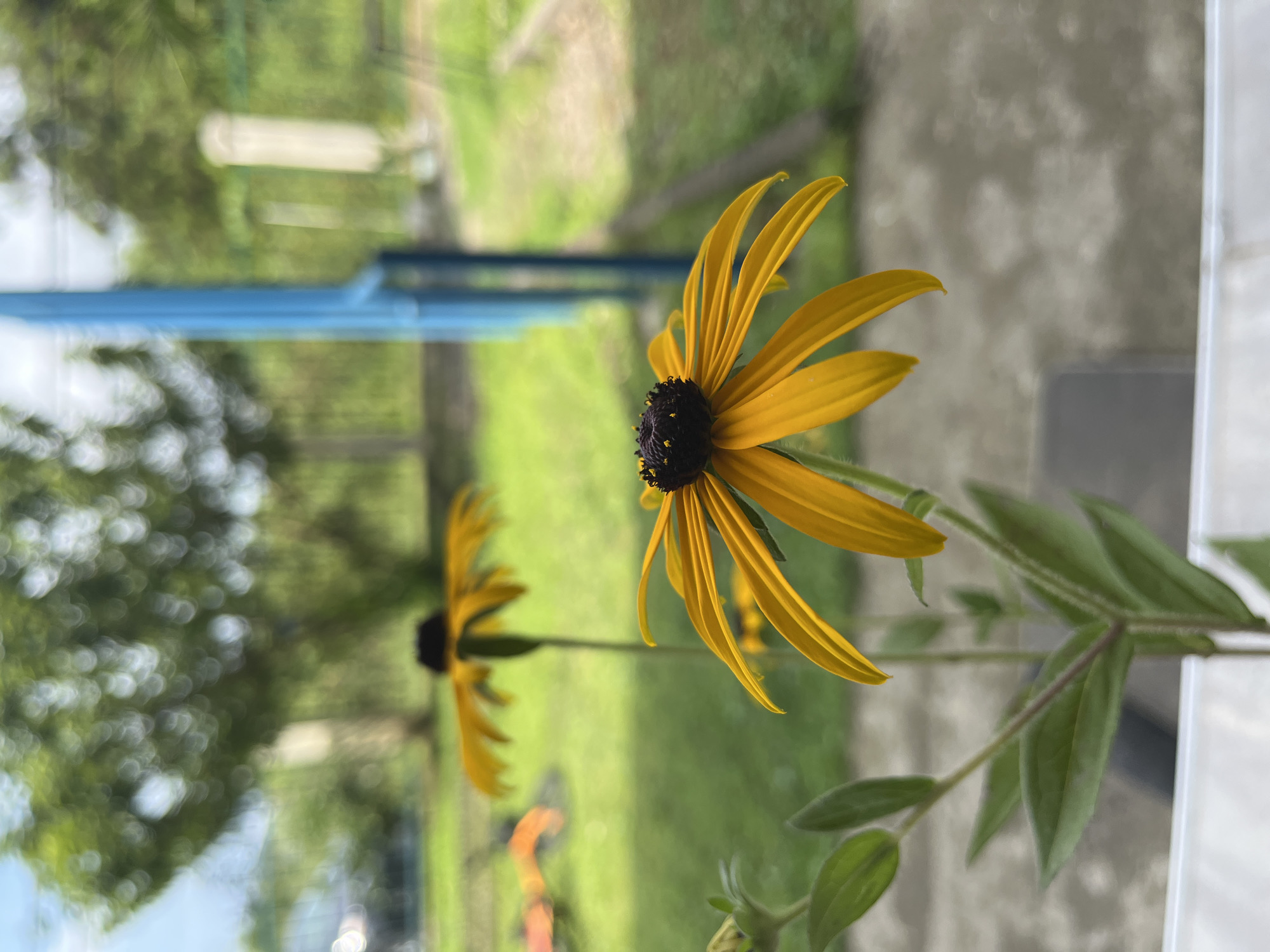 This is a close-up, low-angle, vertical shot of a yellow coneflower in the foreground, with a second coneflower and a blurred outdoor background. The coneflower in the foreground is in sharp focus, showcasing its vibrant yellow petals and dark brown center. The stem and green leaves are also visible. The background is out of focus, depicting a grassy area, some trees, a blue pole, and a white structure, suggesting an outdoor setting possibly in a park or backyard. The overall impression is of a bright, sunny day with nature as the primary subject. This scene could be located in the city of Ureki, Georgia, known for its green spaces and natural beauty.