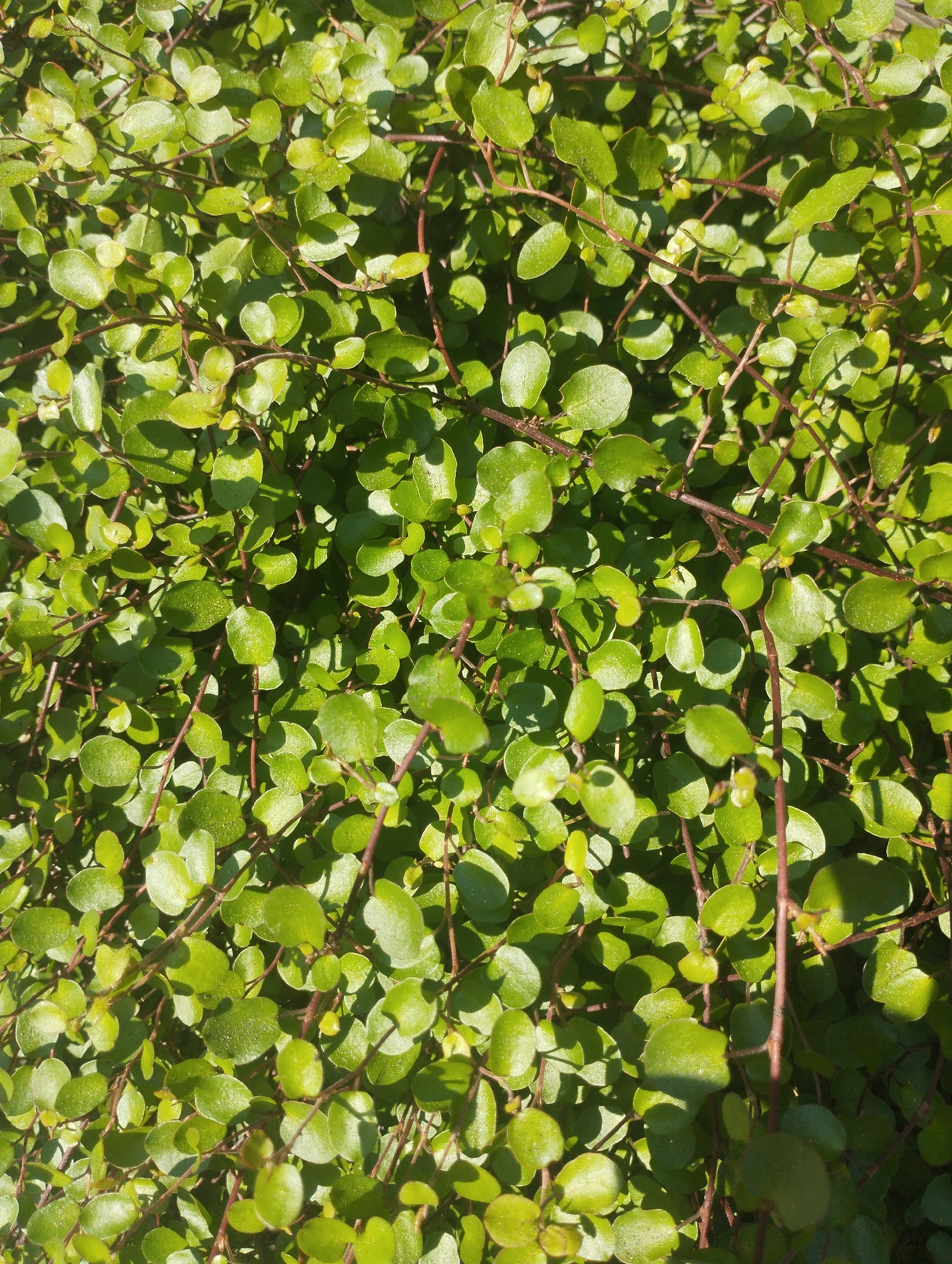 The image is a close-up, overhead shot of a dense ground cover plant with small, round, glossy green leaves and thin, reddish-brown stems. Sunlight casts dappled shadows across the foliage, highlighting the texture and arrangement of the leaves. The plant fills the entire frame, suggesting it is a natural or cultivated planting within a garden or natural area. No specific location within a city is discernible from the image.