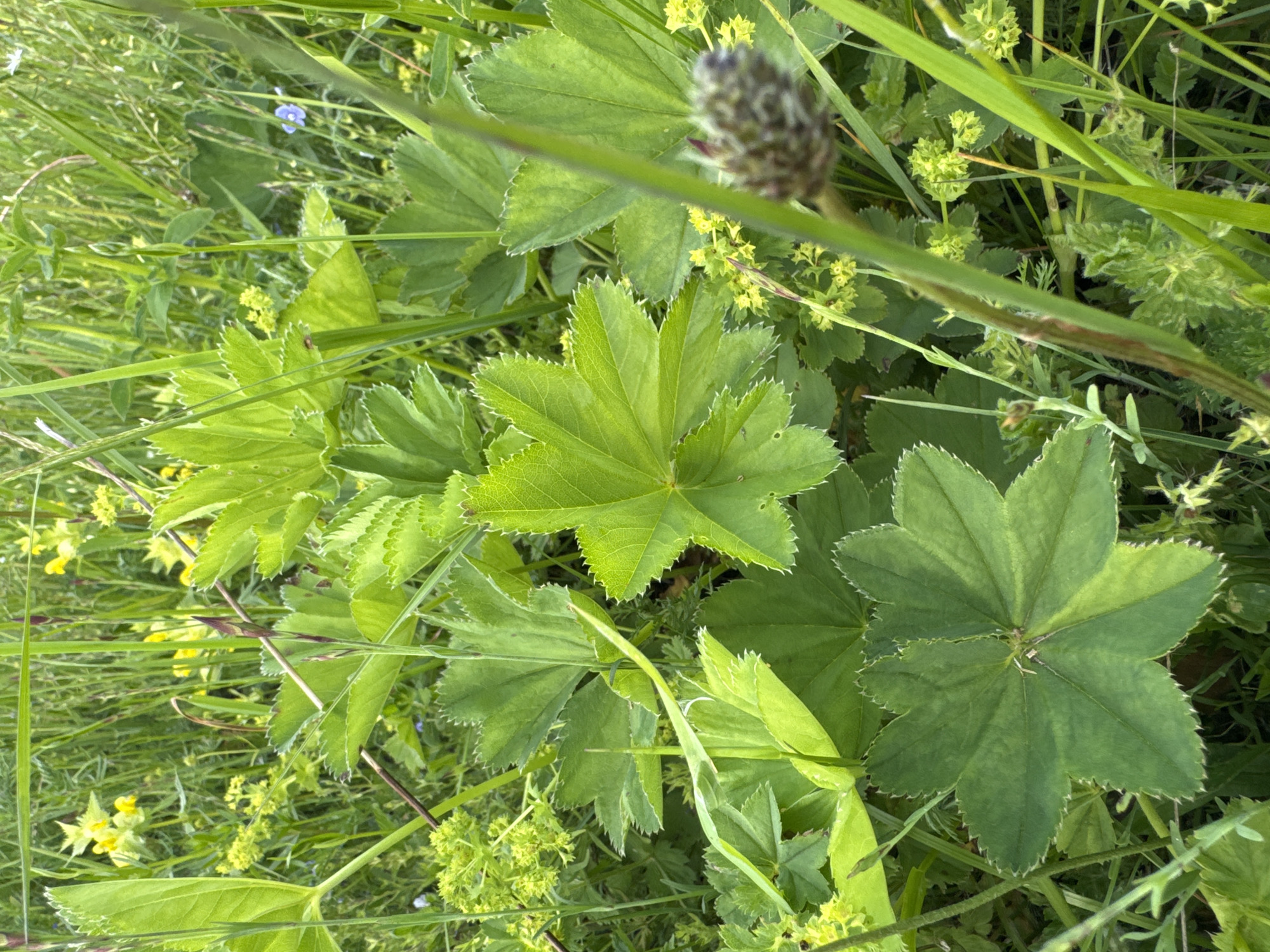 The image depicts a close-up view of lush green vegetation, likely a meadow or field, bathed in natural daylight. The dominant elements are large, palmate green leaves with serrated edges, characteristic of Lady's Mantle (Alchemilla). Interspersed among these leaves are clusters of small, yellow-green flowers and thin, upright green stalks of grass and other plants. In the foreground, a single, dark, cone-shaped seed head is visible on a thin stem, slightly out of focus. The background is a dense tapestry of green foliage and hints of yellow and blue wildflowers, suggesting a natural, uncultivated environment. There are no people, animals, or man-made objects visible in the frame. The scene is static and natural, implying a focus on botanical detail within a rural or wild setting. The location is stated to be Луптюг, Russia.