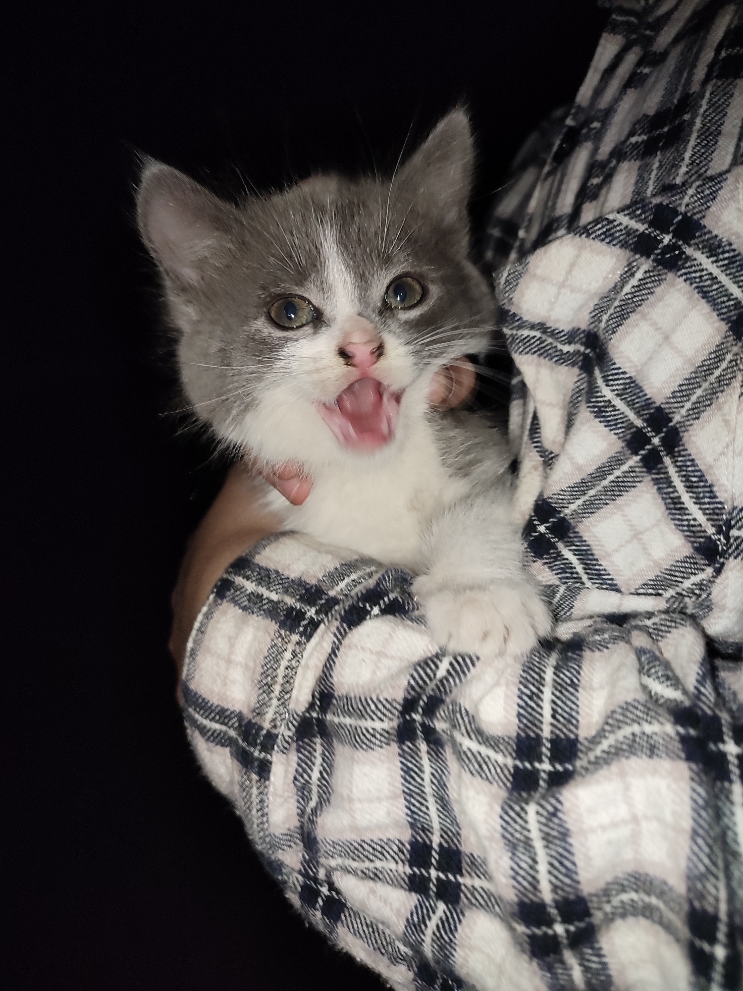 A grey and white kitten with its mouth open is being held by a person. The kitten's fur is a mix of grey and white, with grey markings on its head and back, and white on its chest and paws. Its eyes are wide and appear to be green. The kitten's mouth is open in what looks like a yawn or a meow, revealing its pink tongue and gums. The person holding the kitten is wearing a plaid shirt with a pattern of white, grey, and navy blue. The background is dark and out of focus, suggesting the photo was taken indoors or at night. There is no discernible location in the city of Shyshaky, Ukraine visible in the image.
