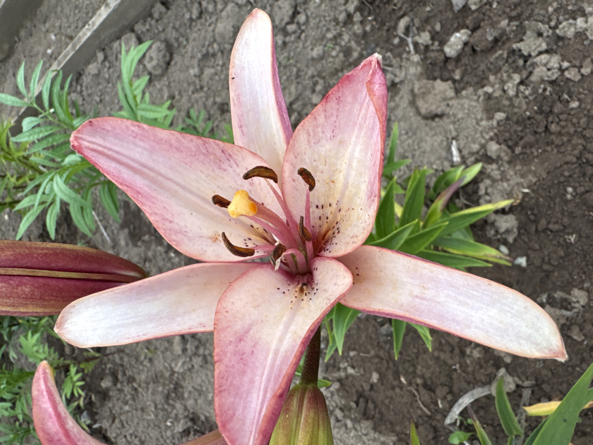 This is a close-up, eye-level shot of a blooming pink lily flower in a garden setting. The flower's petals are a soft pink with darker pink speckles and veins, and its stamens are a deep brown with bright yellow pollen. The lily is in focus, with the background consisting of dark soil and some green foliage. To the left of the flower, part of another, unopened lily bud is visible, showing its dark reddish-pink color. The scene suggests it is daytime, with natural light illuminating the flower. The overall impression is one of natural beauty and growth in an outdoor garden, likely in Pozdyshki, Russia, given the location context. There is no text visible in the image.