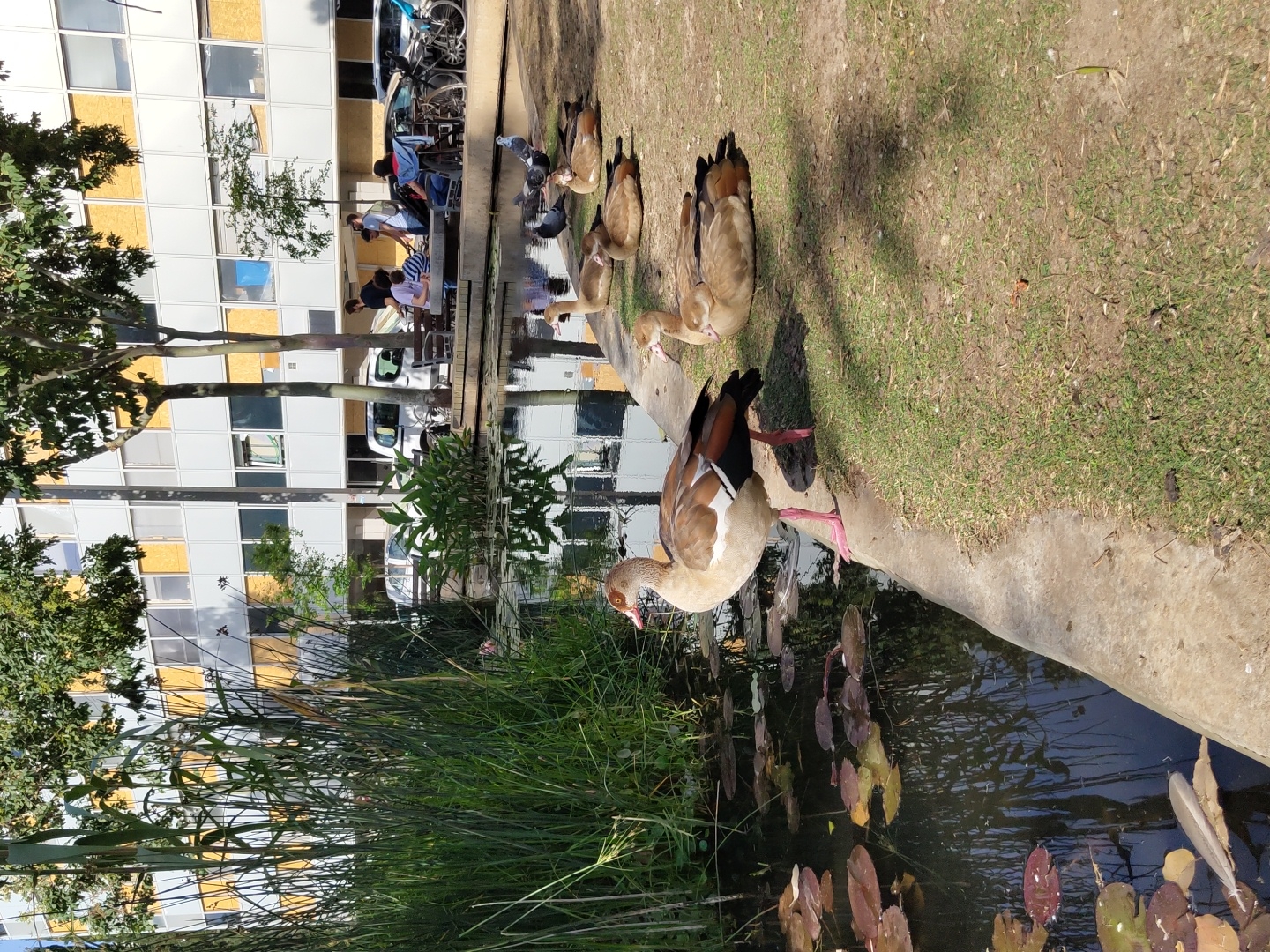 This outdoor scene shows a small pond with several Egyptian geese. The pond's edge is concrete. There are lily pads on the water's surface and tall grass growing along the bank.
In the background is a modern building with a grid pattern of windows and yellow panels, trees, people sitting on a bench near pigeons, bicycles, and a parked white car.
Based on the architectural style and landscape, it seems probable this scene is set in Tel Aviv, Israel, specifically in a park or urban green space.